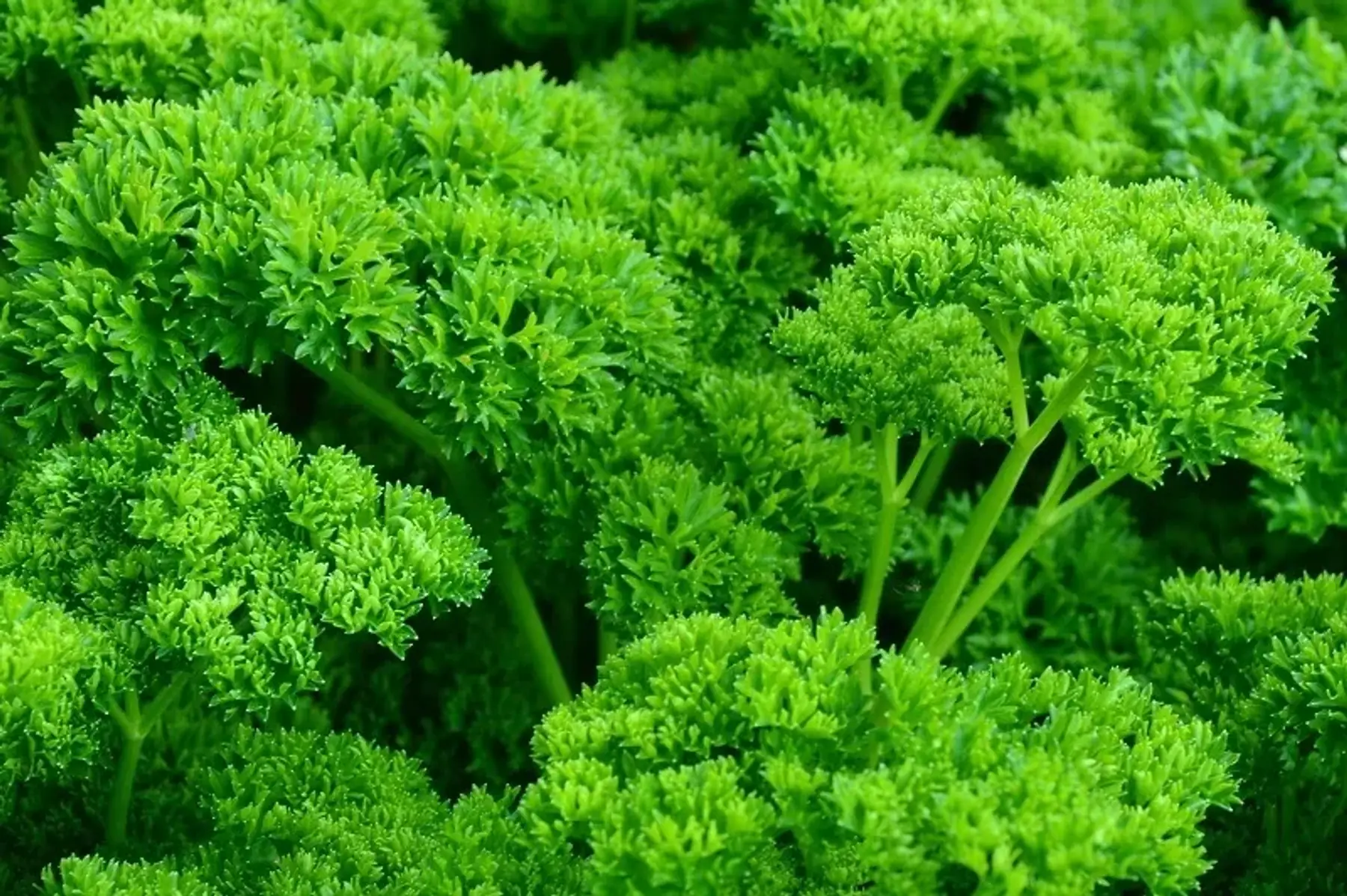 Au Jardin Gourmand