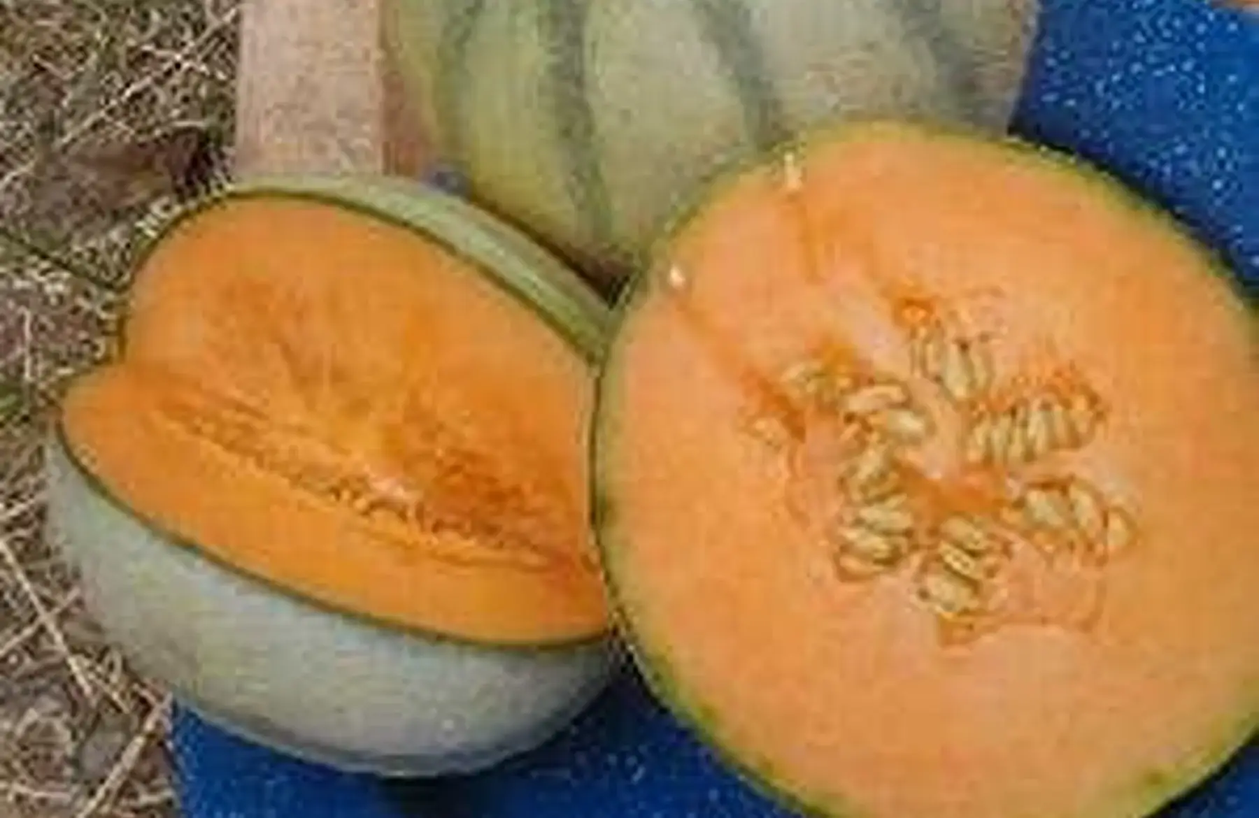 Melon "Diamex"