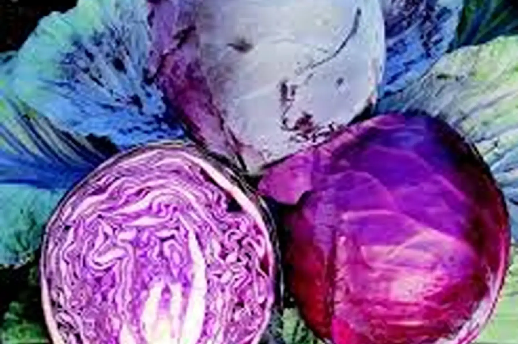 Chou cabus rouge "Rodynda"