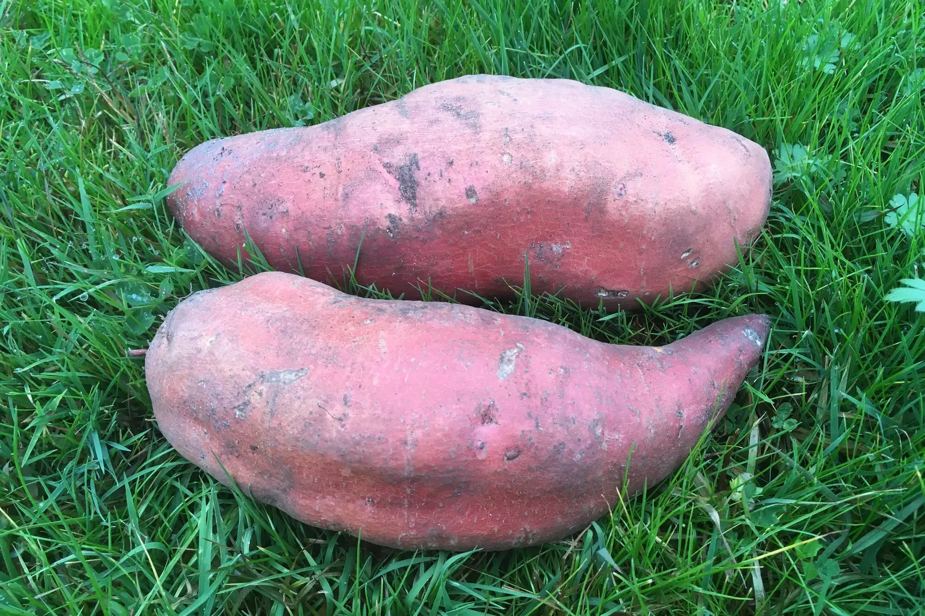 patate douce à chair orange