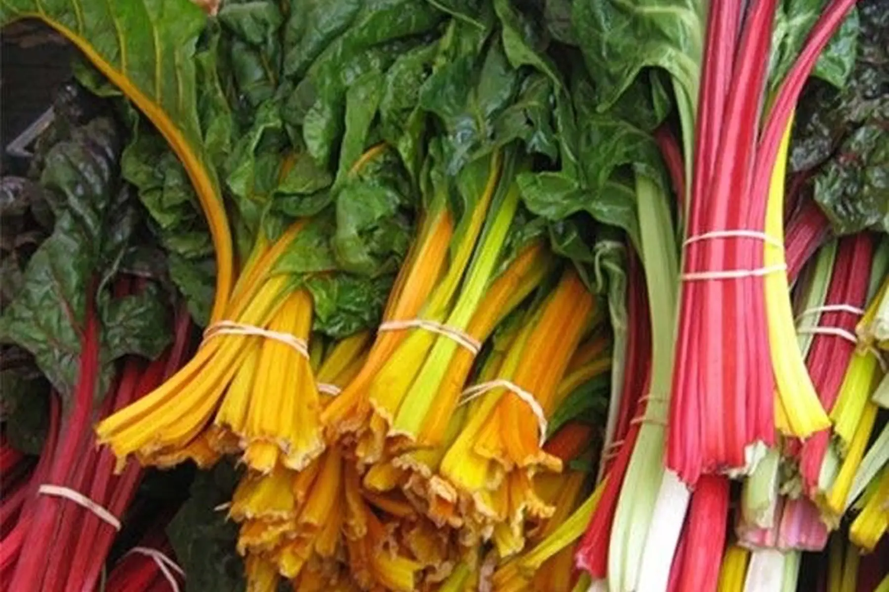 blettes multicolores