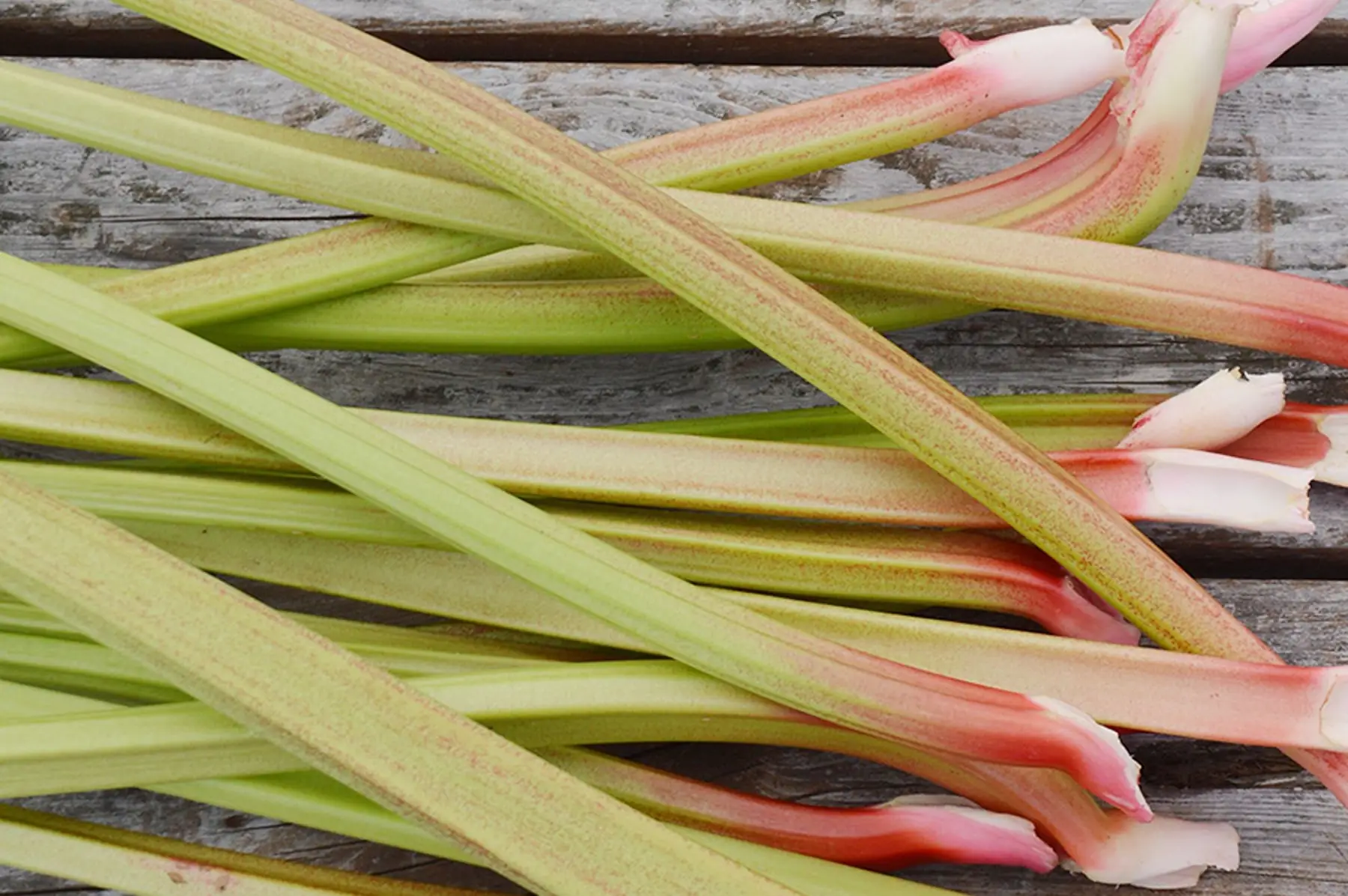 rhubarbe