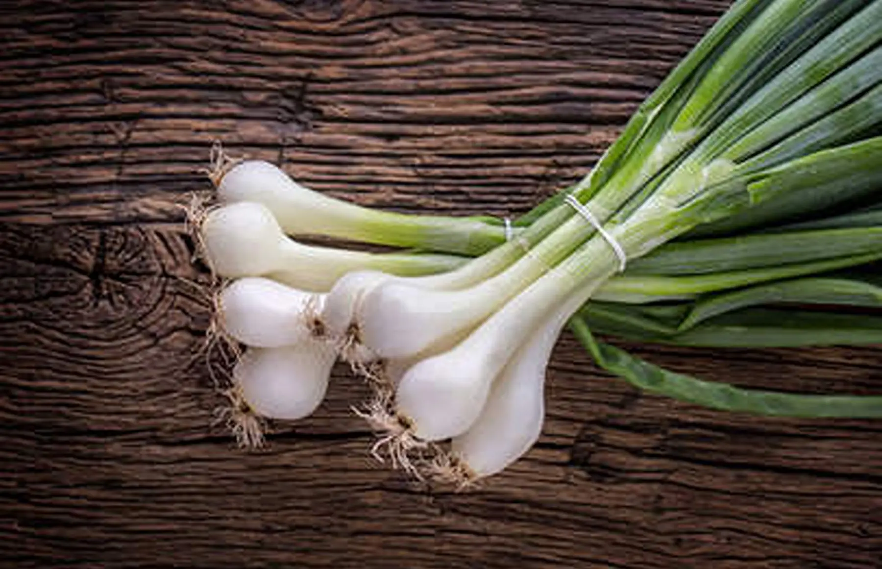 oignon blanc nouveau