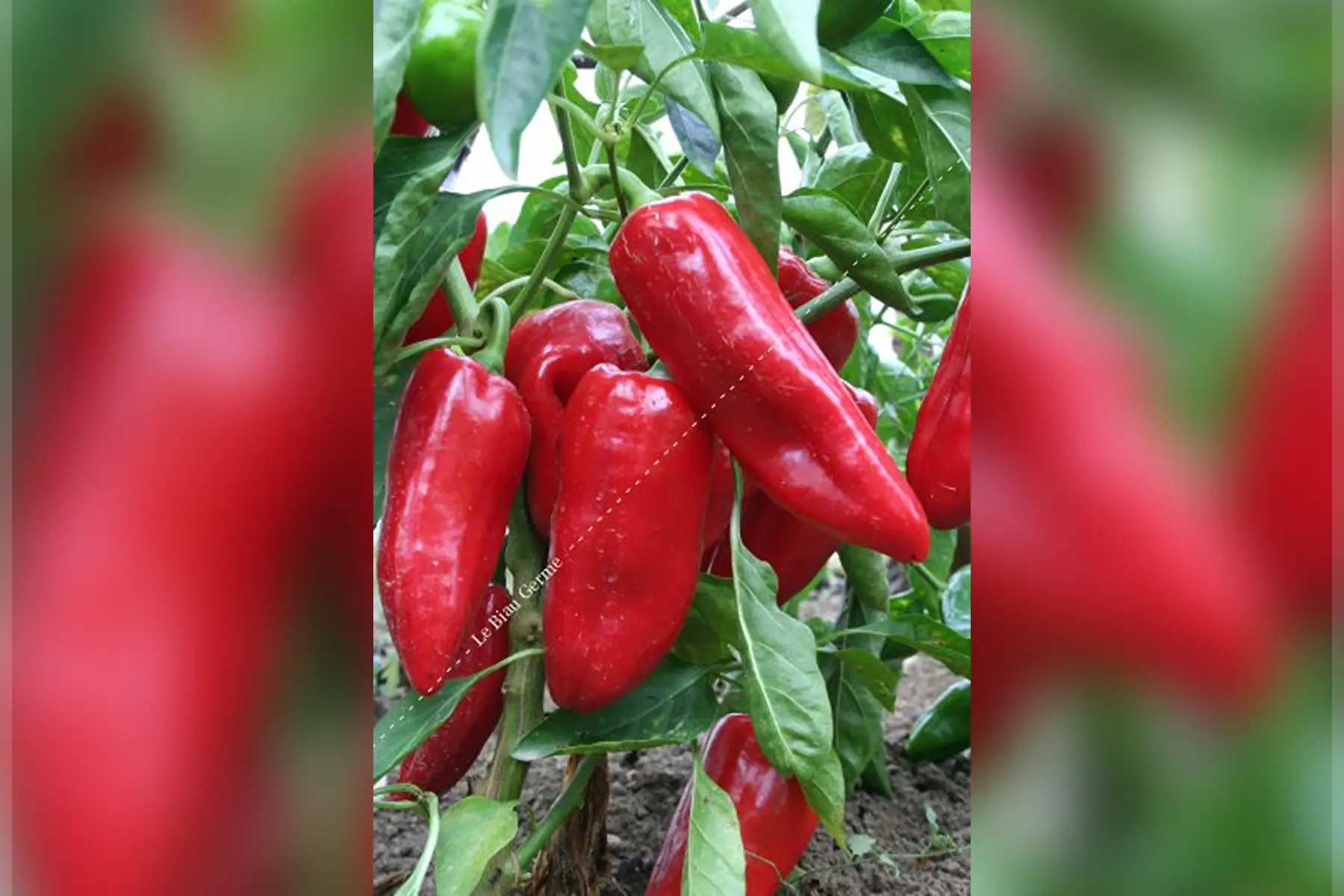 poivron Rouge et/ou Jaune