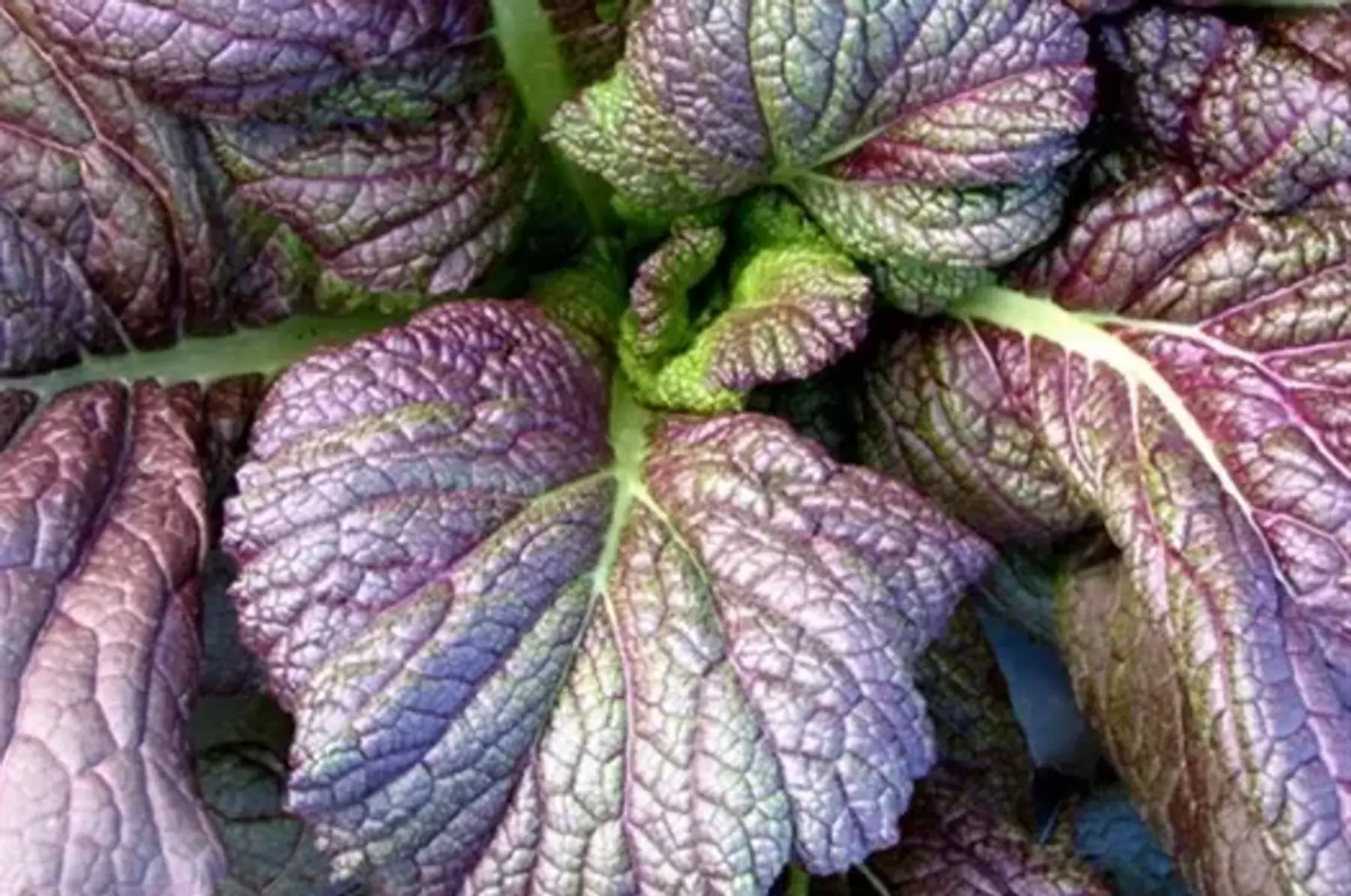 Moutarde Osaka (en botte)