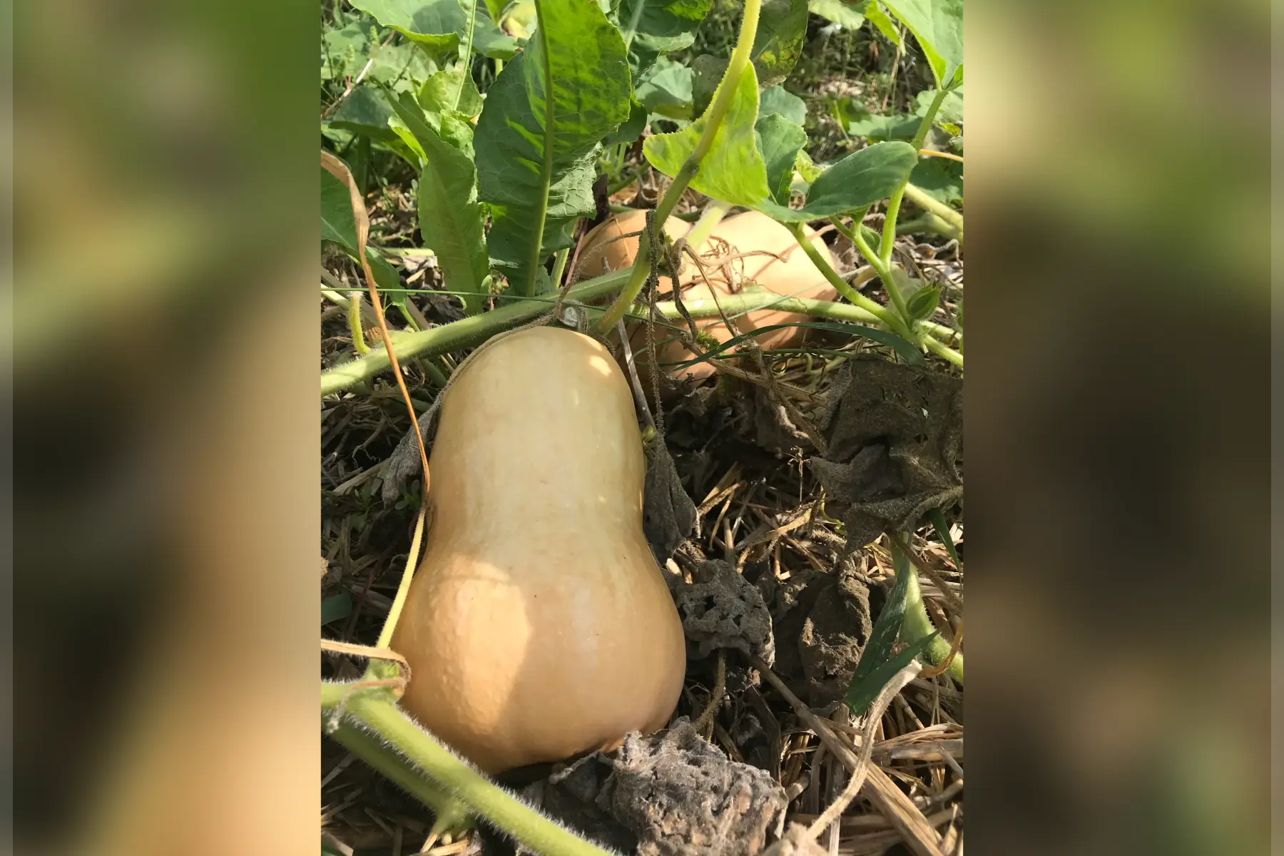 butternut +1.5kg à 2kg