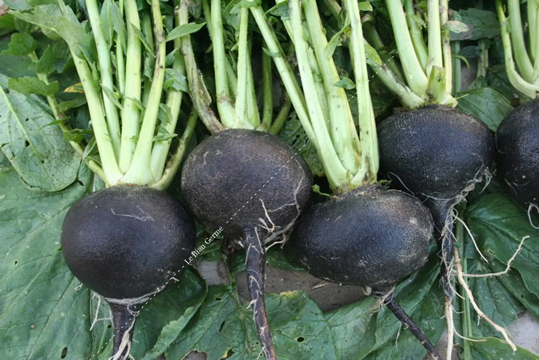 radis noir rond