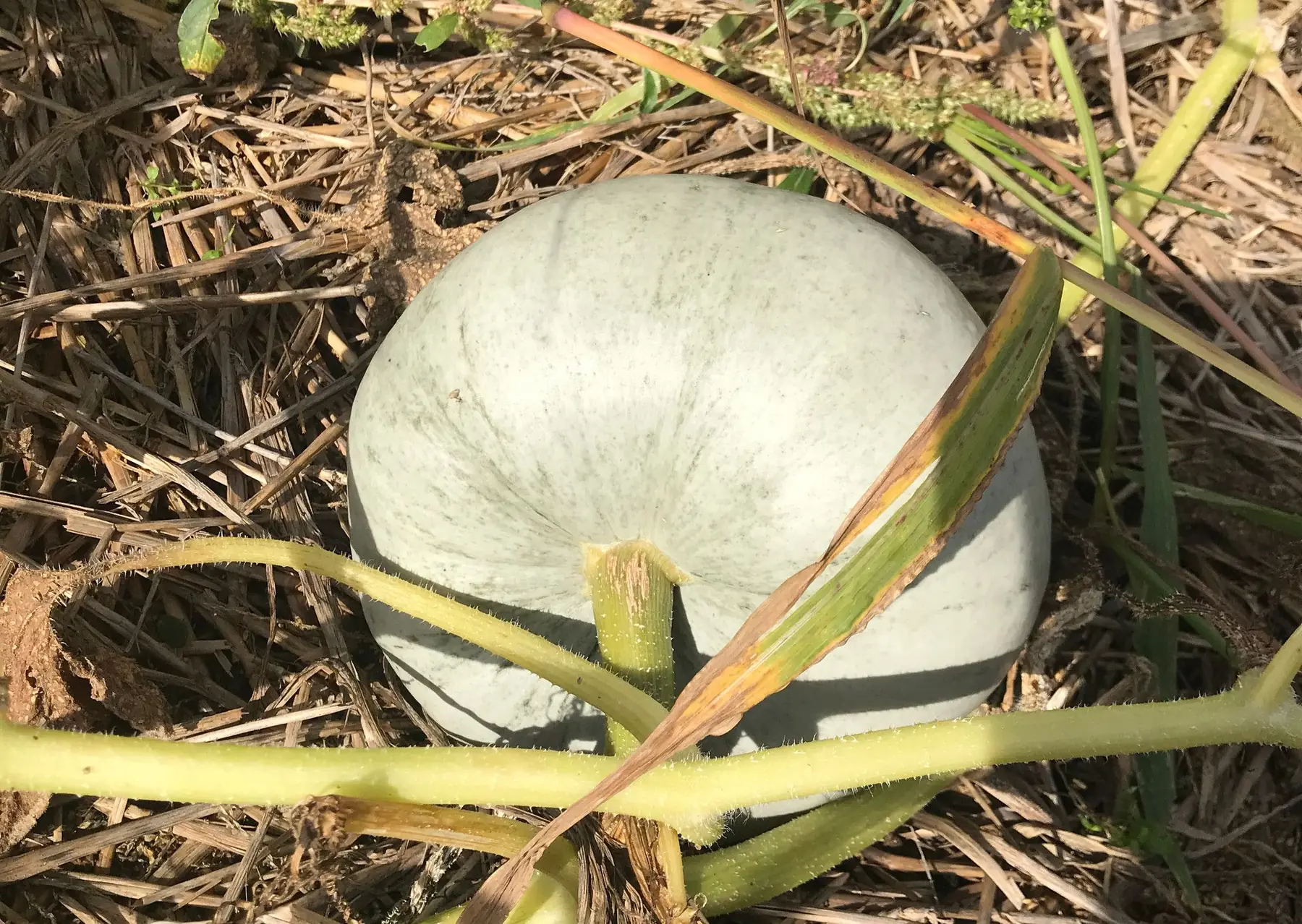 Lionel Gay Forêt jardin de Mouréou