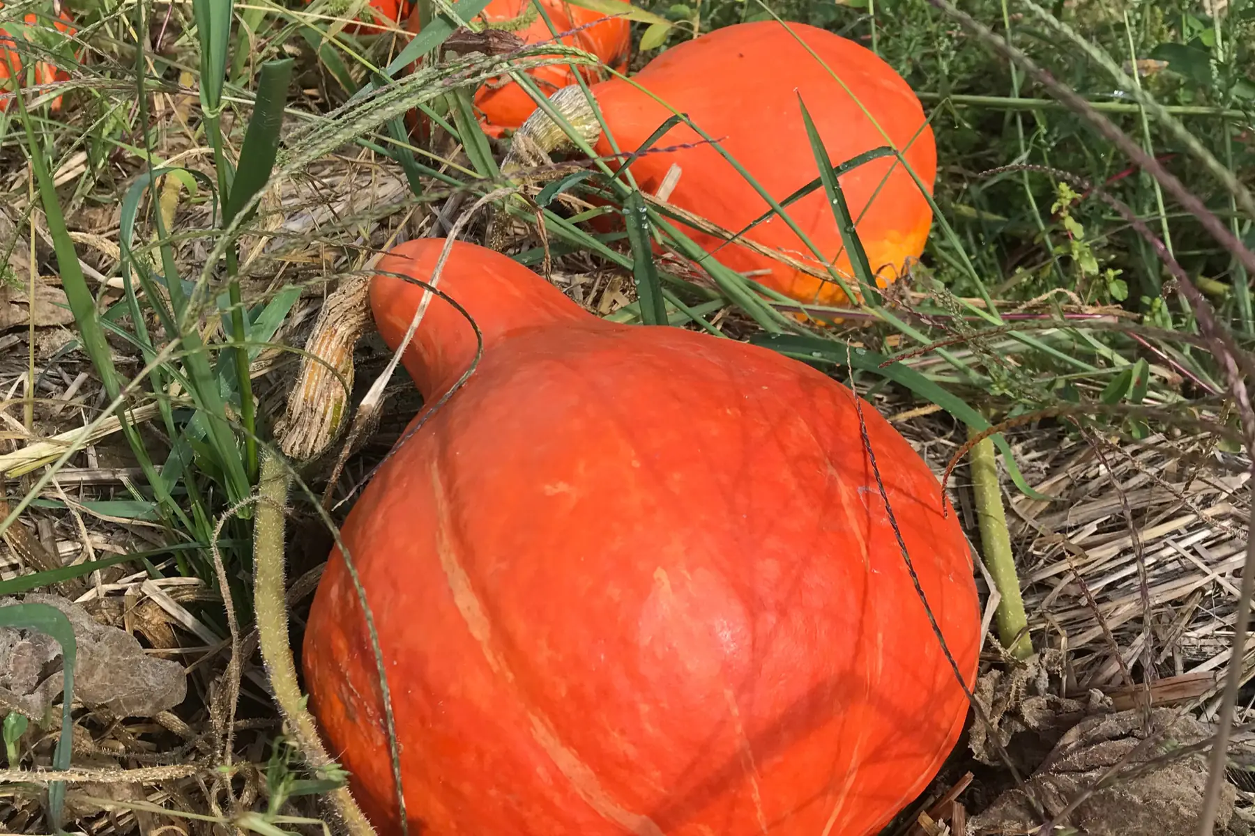 potimarron red kuri 1.5kg +