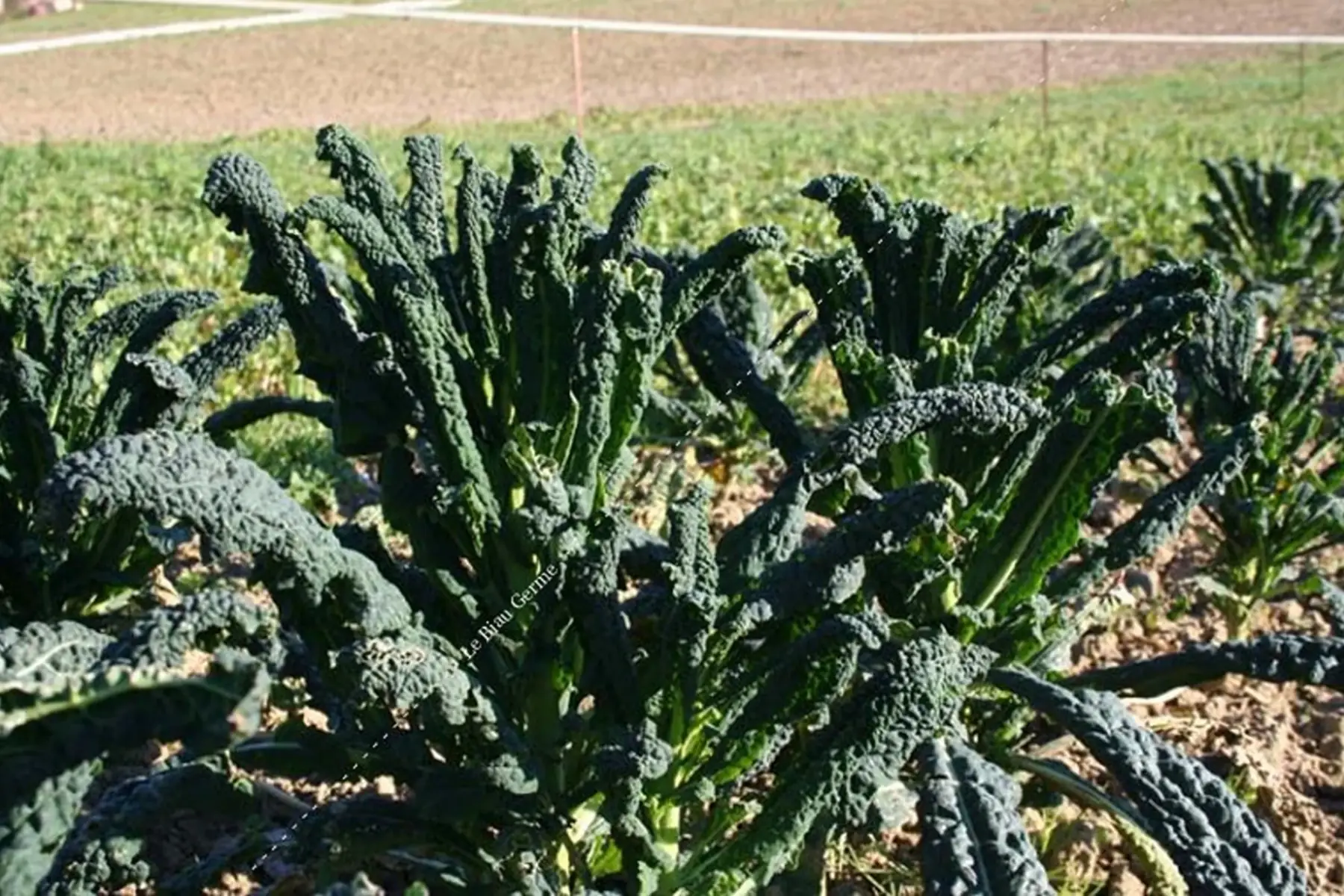 chou kale la botte 1euro 50