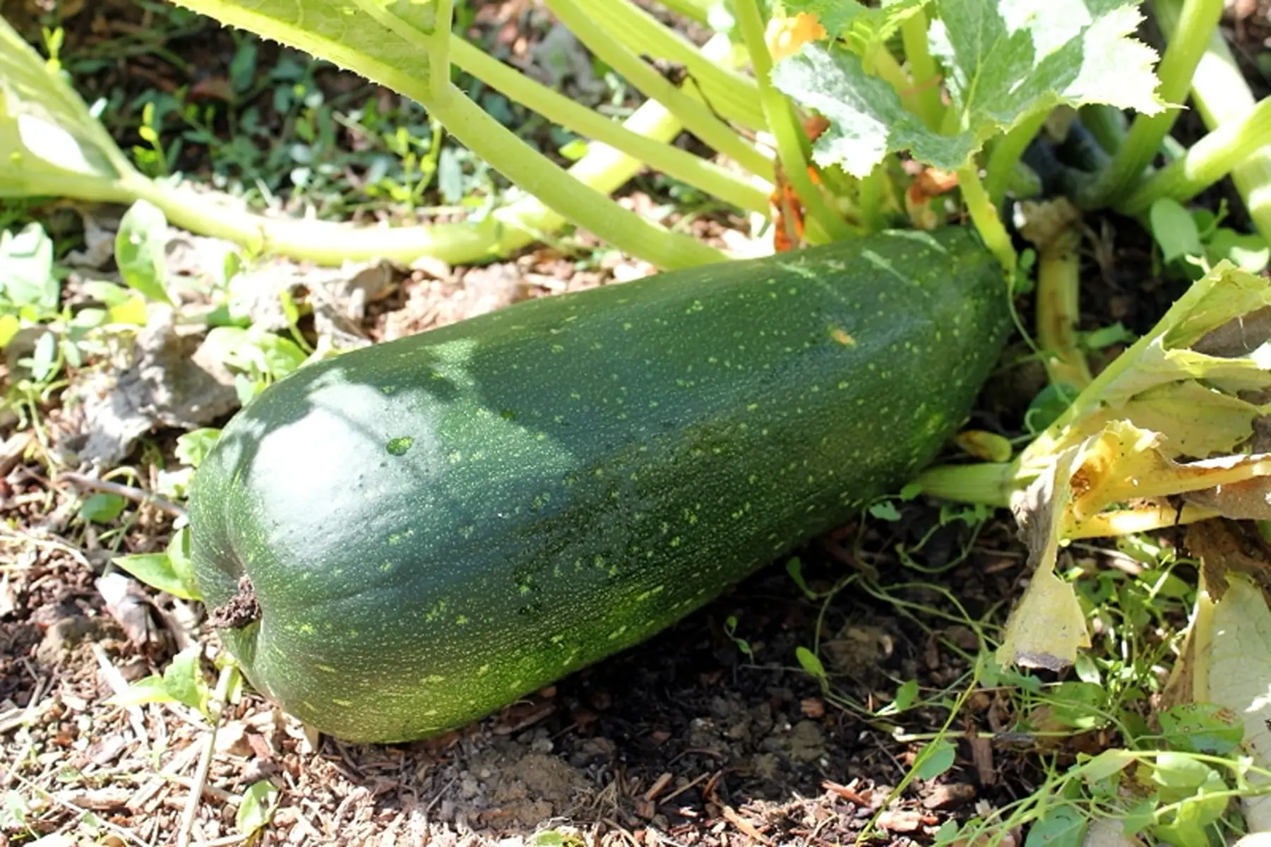 anti gaspi grosse courgette