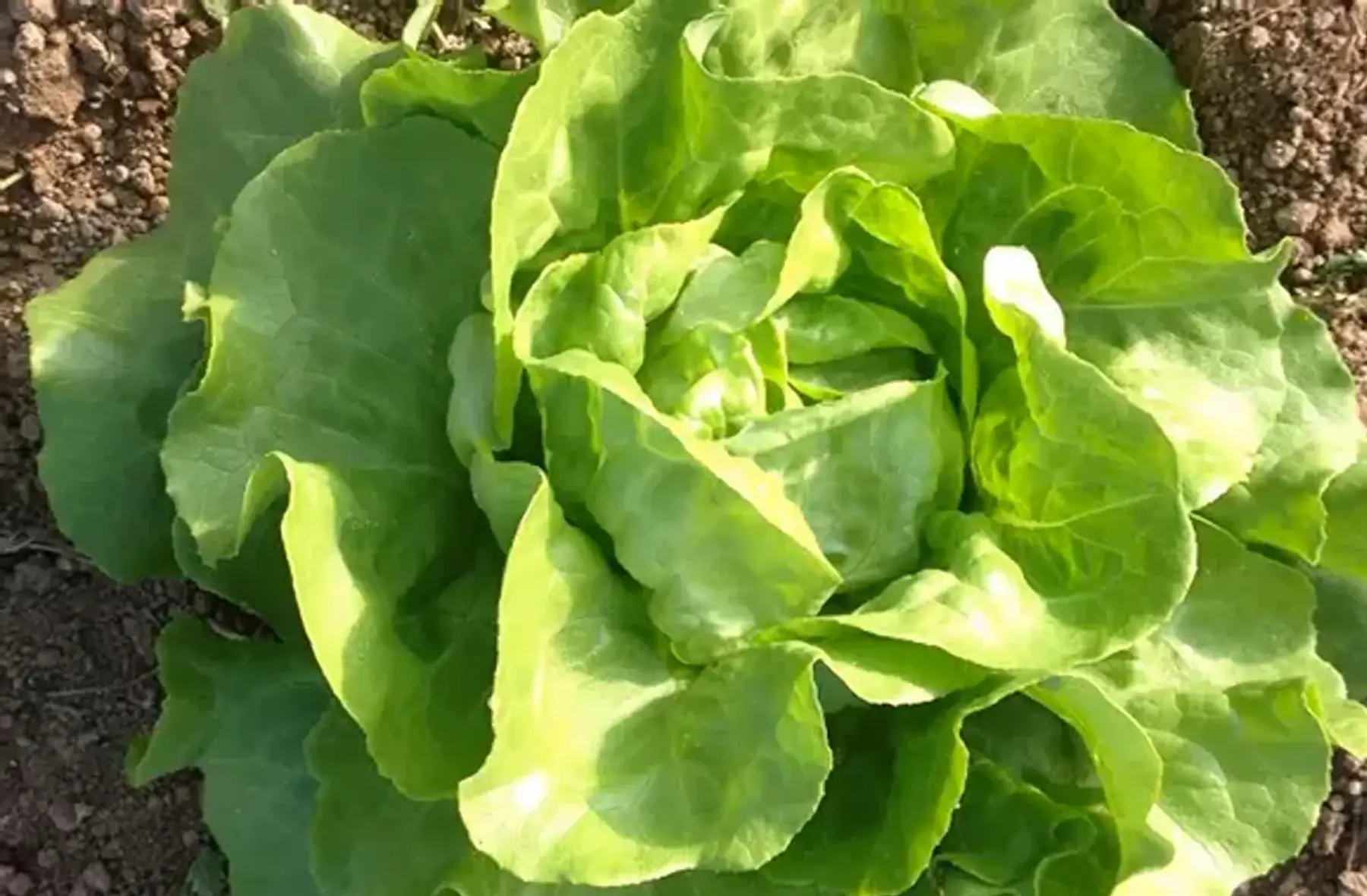 salade du moment