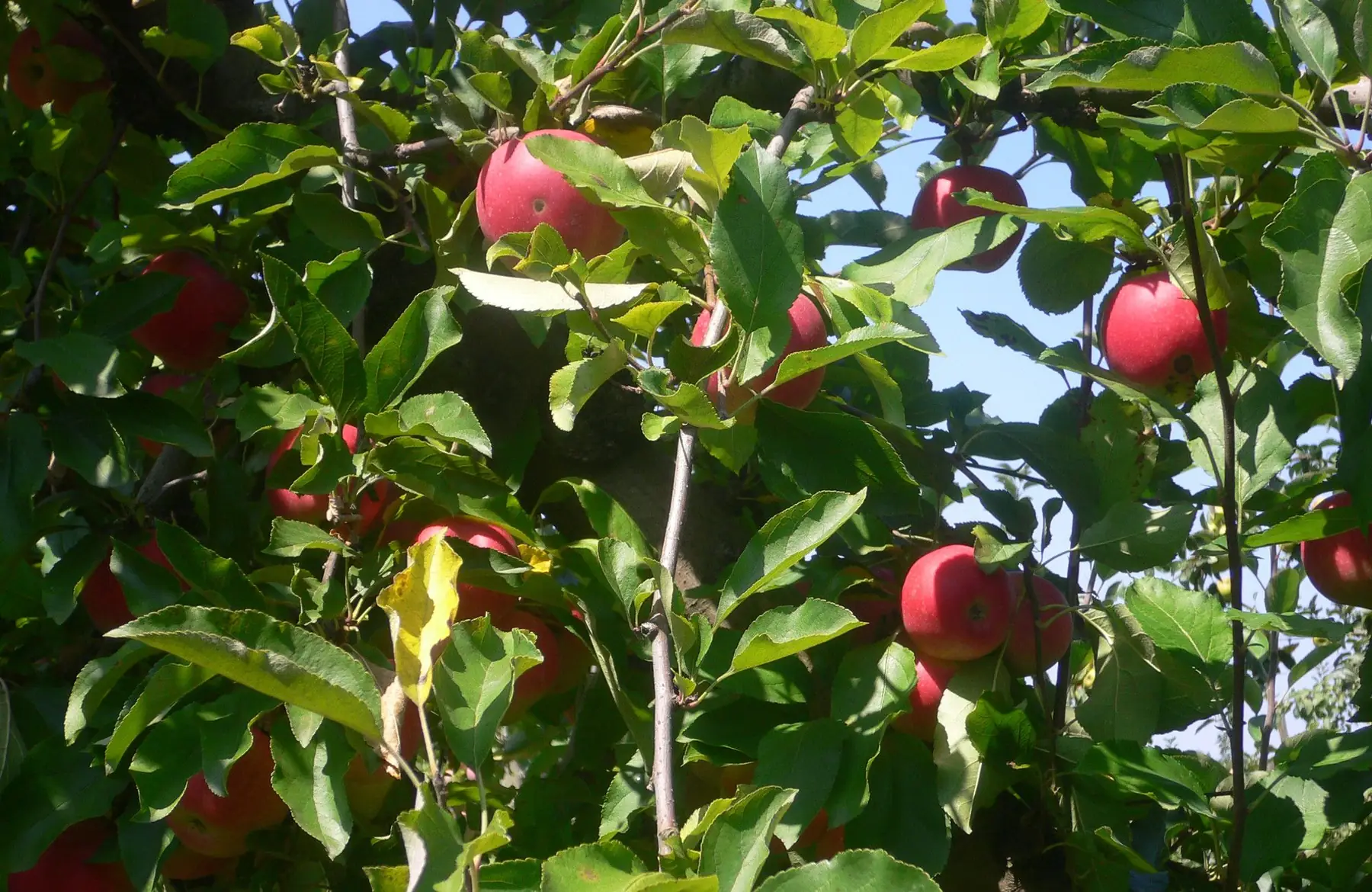 pommes mélangées (à cuire et à croquer)