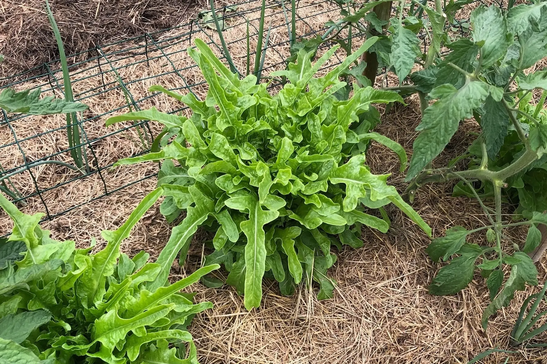 laitue cressonnette (radichetta)
