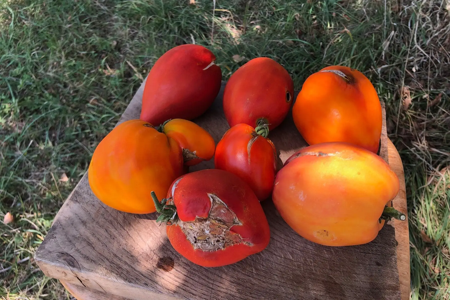 Tomates pour coulis