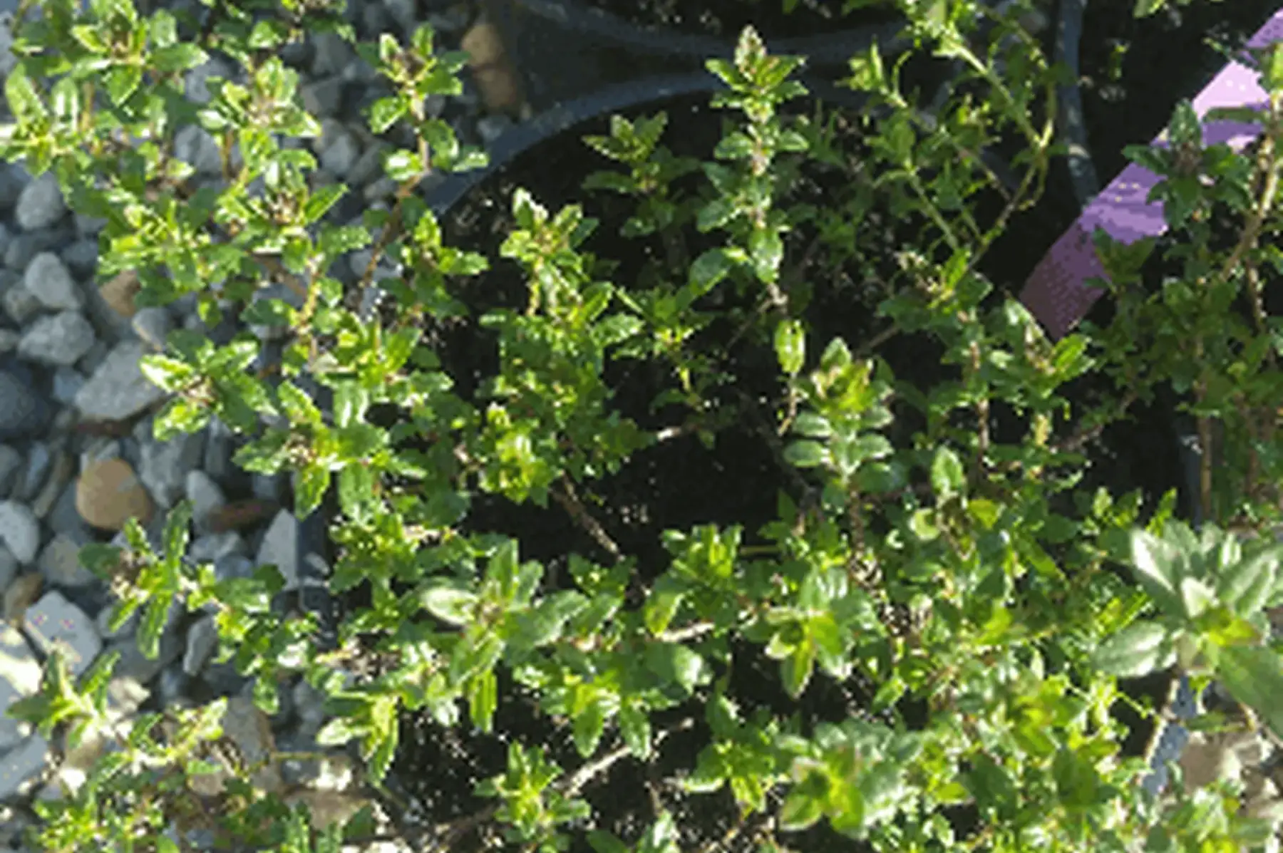 plant de thym