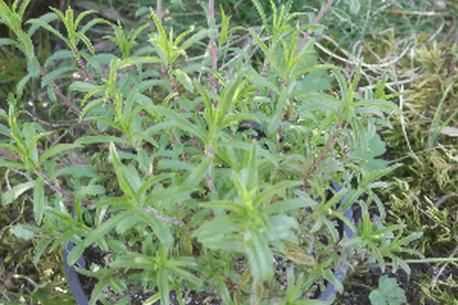 plant de sarriette vivace