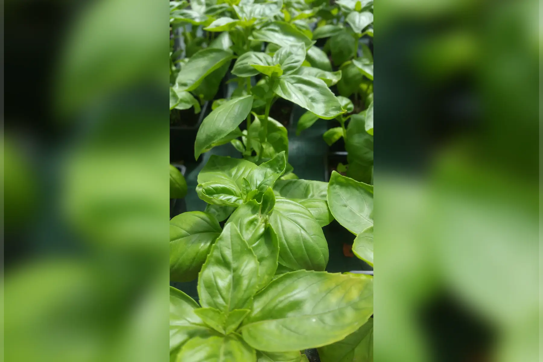 basilic grand vert