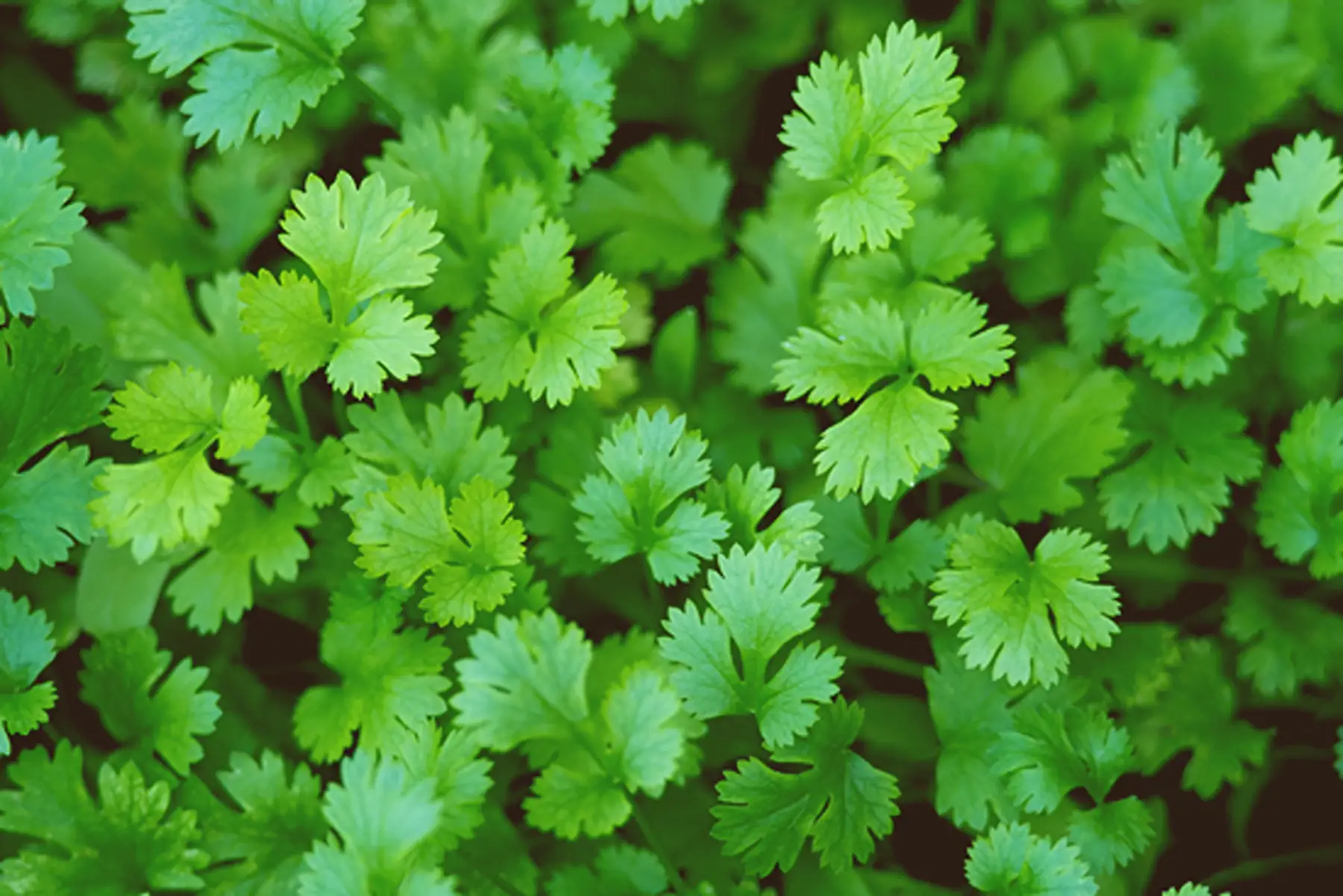 plant de coriandre