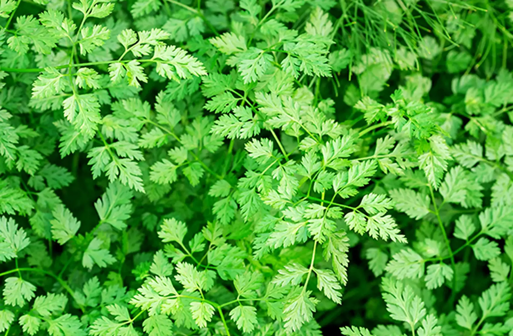 plant de cerfeuil