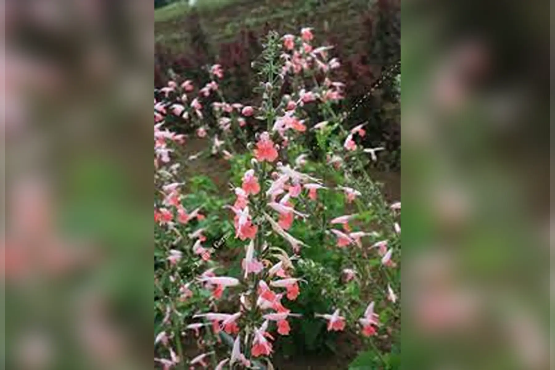 sauge coccinée corail