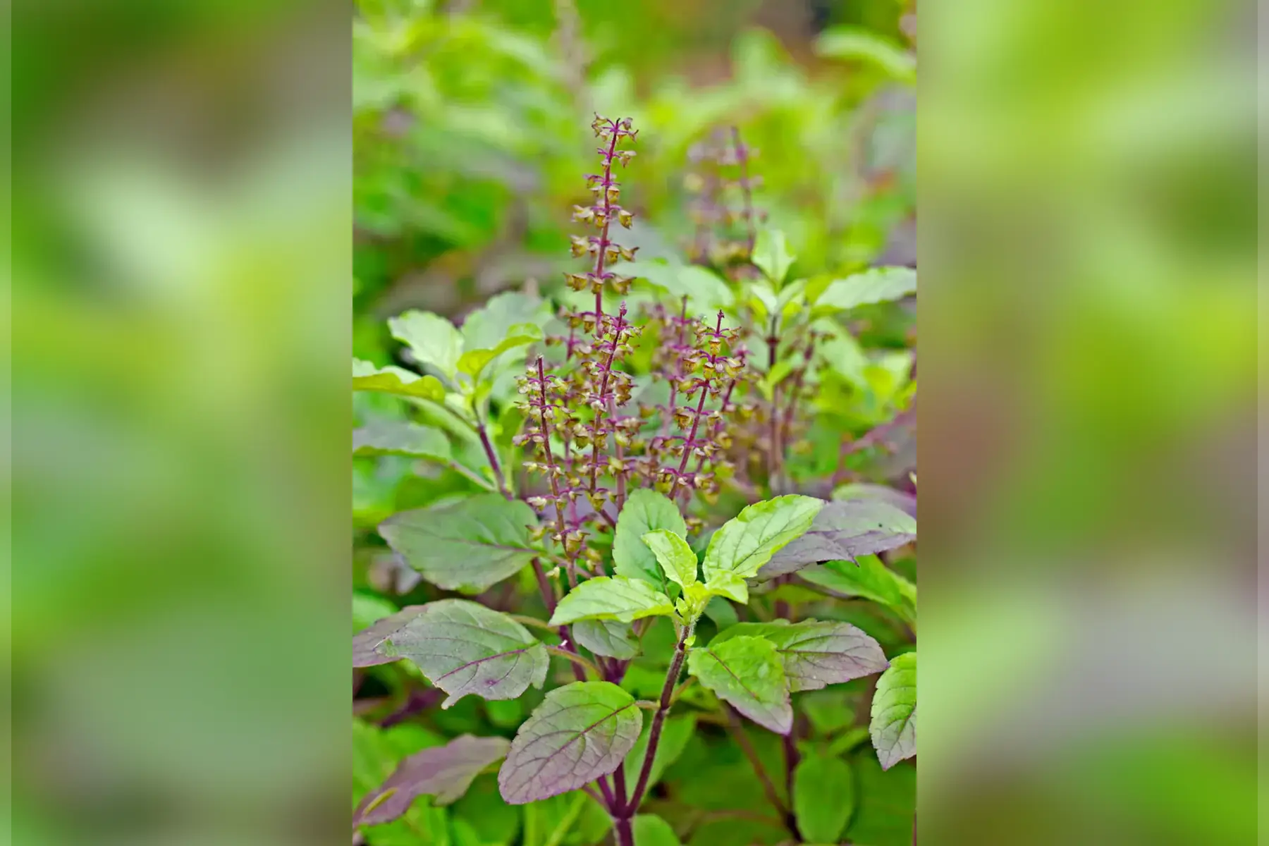 basilic sacré tulsi