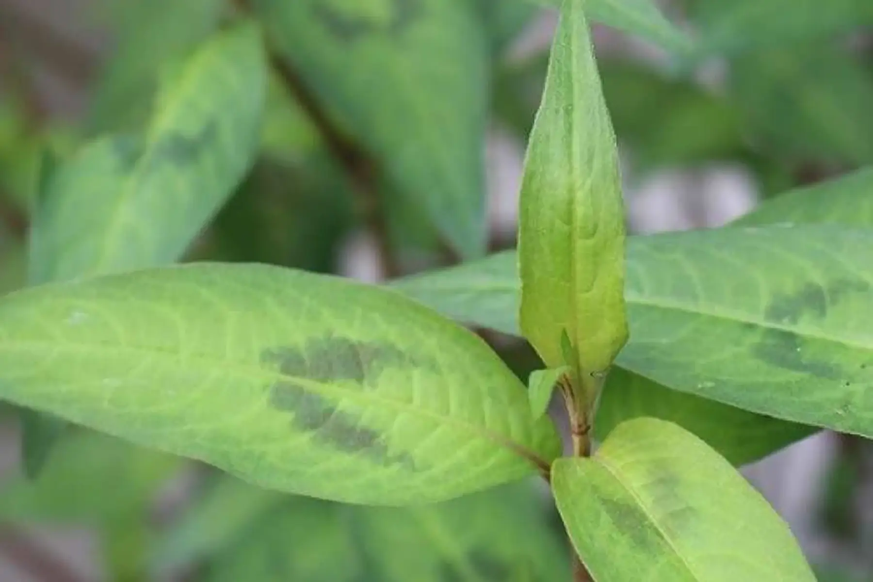 coriandre vietnamienne : ( Polygonum odoratum )