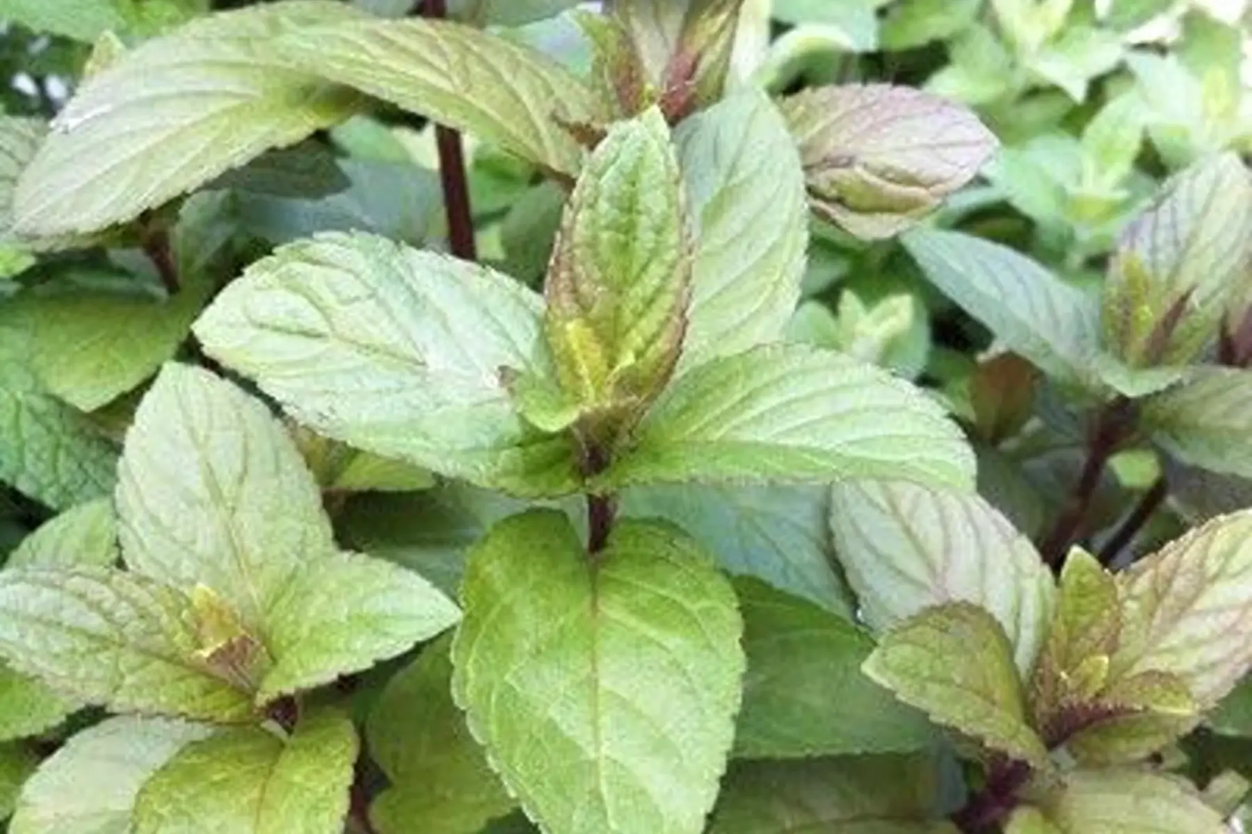 menthe chocolat
