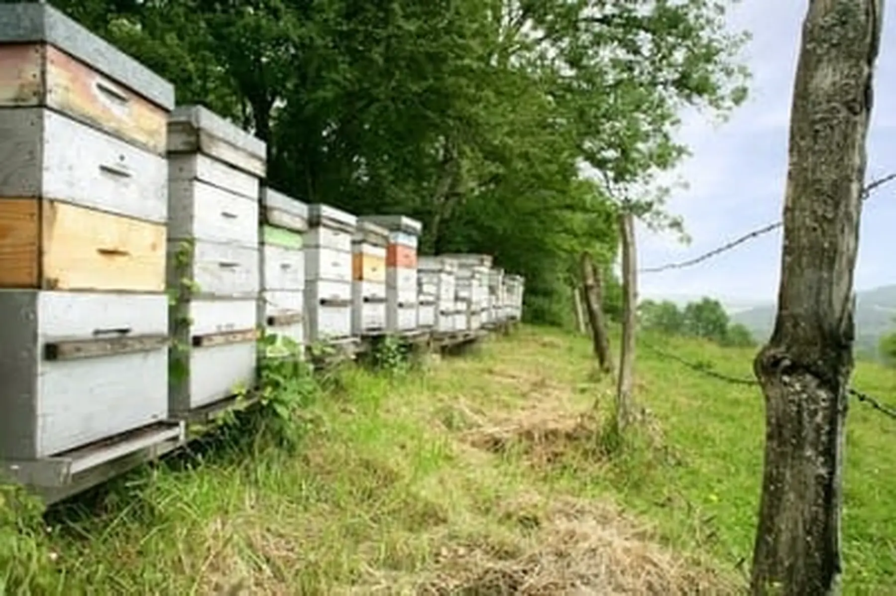 miel de fleurs sauvage