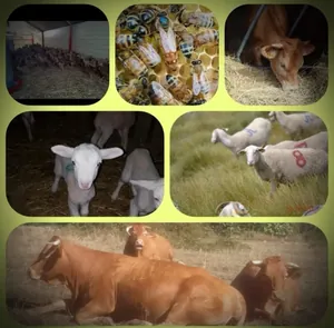 GAEC Des Petites Merveilles