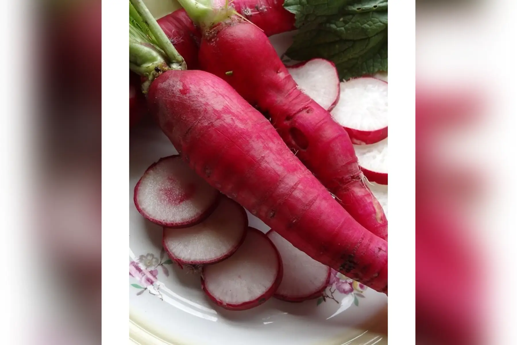 radis 'rouge ' du 22