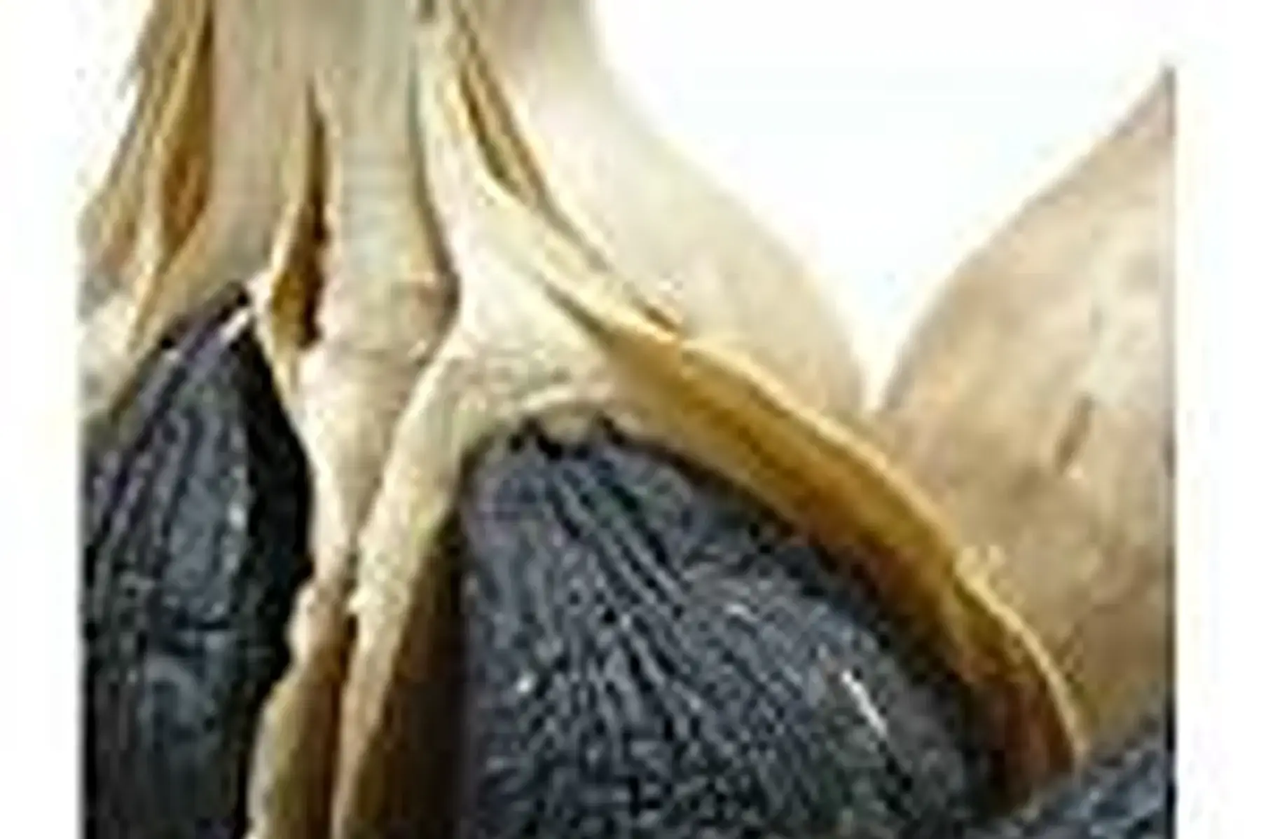 pots de 60 grs d'ail noire bio d'espagne (cordoba)