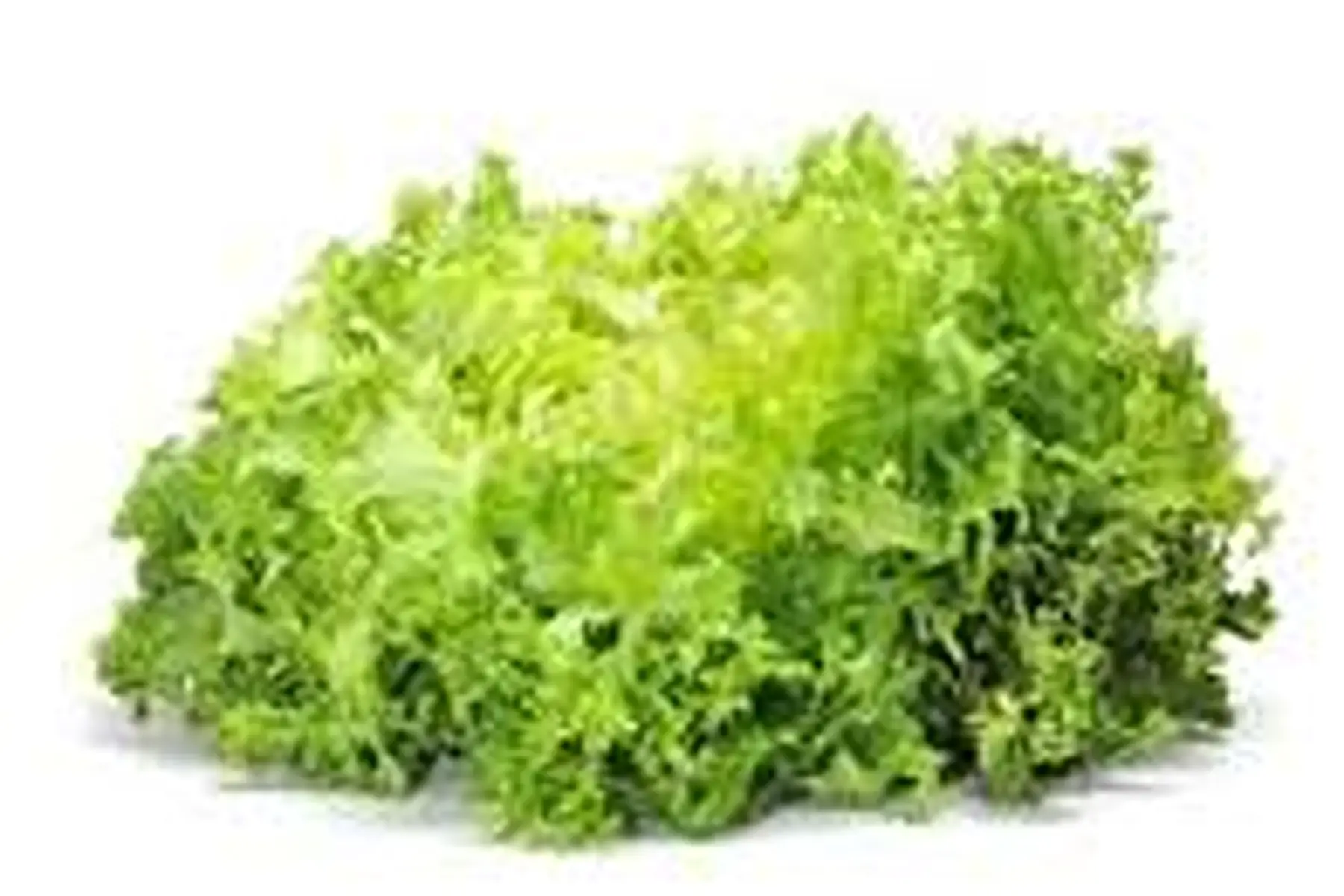 chicorée scarolle 3e40/piéce