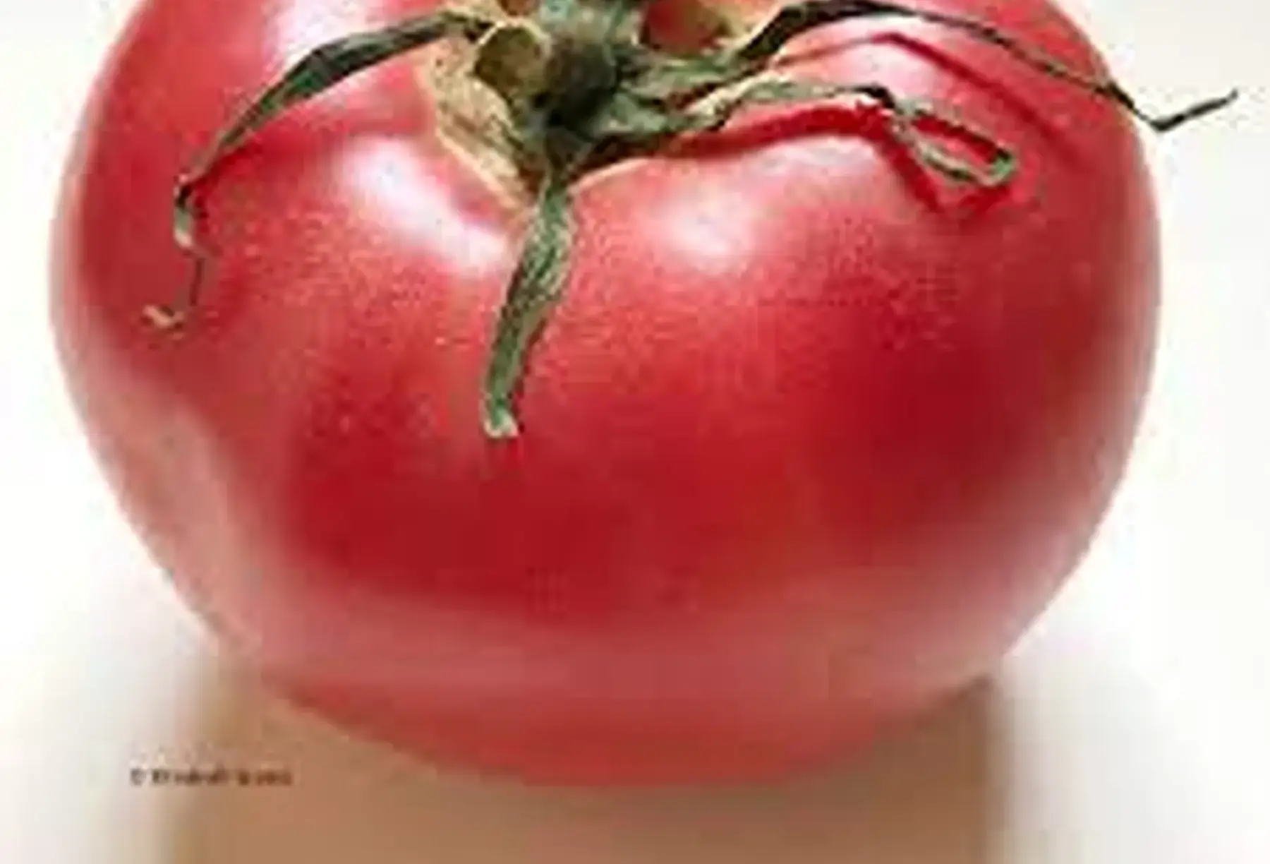 tomate d' ANJOU 49 ! "générose" (c.de boeuf x rose de berne)