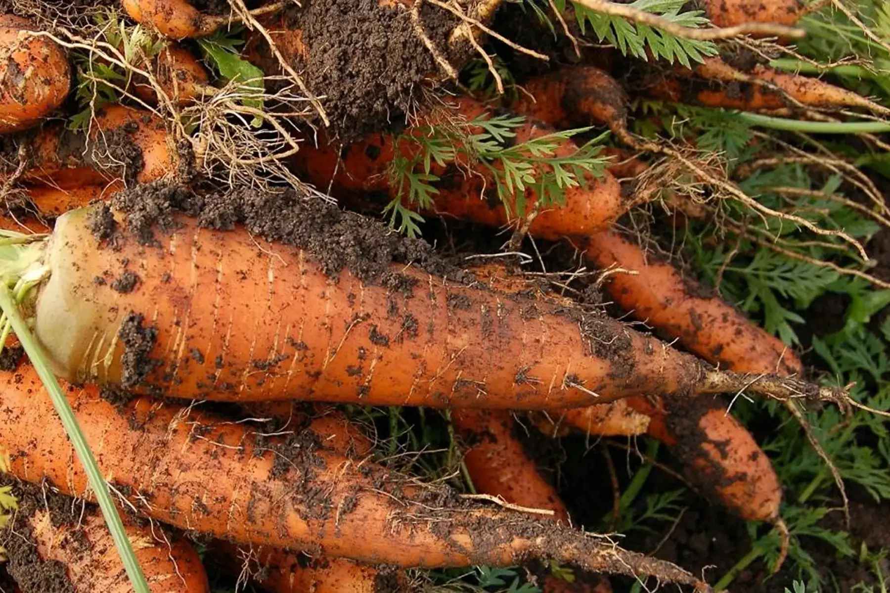 Carotte du 44 en vrac !