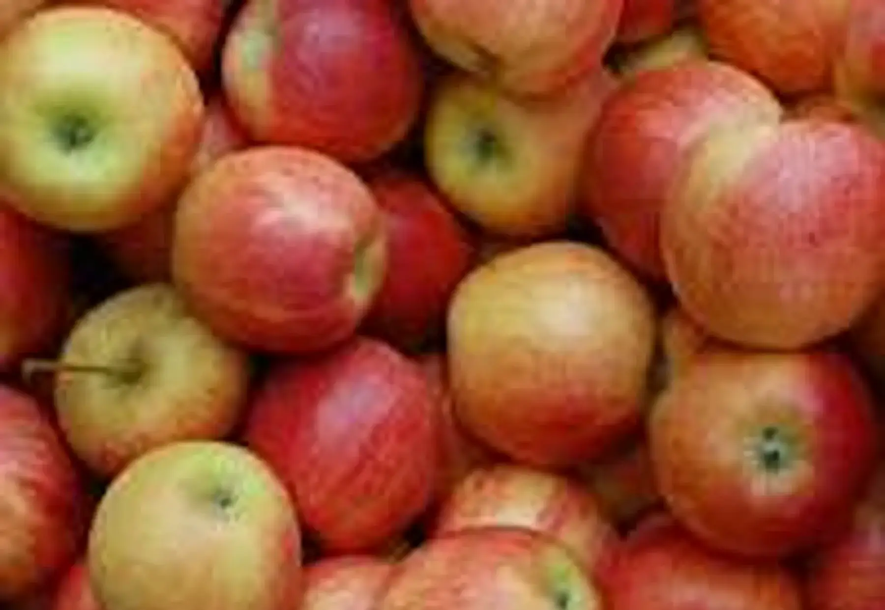 pomme rouge ferme ! ariane du 49(fin)