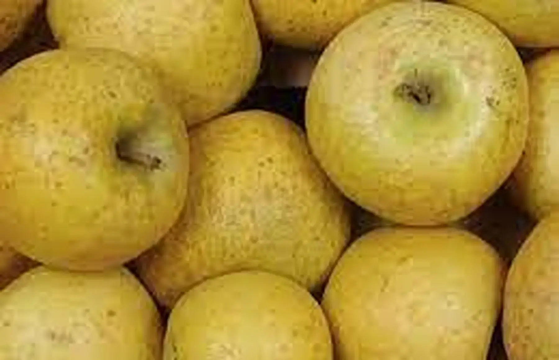 jaune belchard d'anjou 3e80/kg