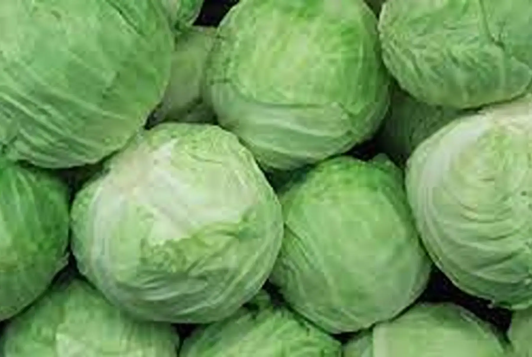 chou vert lisse nouveau !