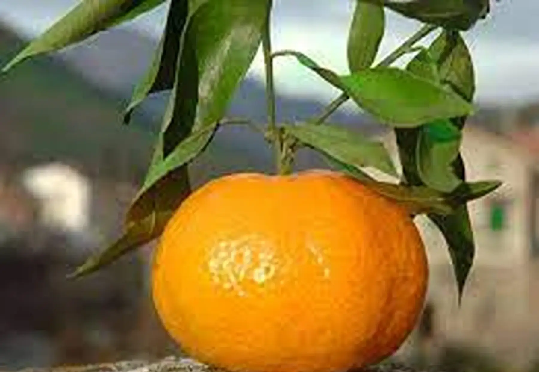 clémentine de SICILE extra!! (Variété commune)