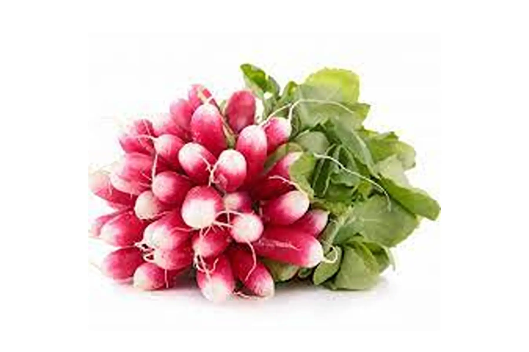 botte de radis 2e20/botte