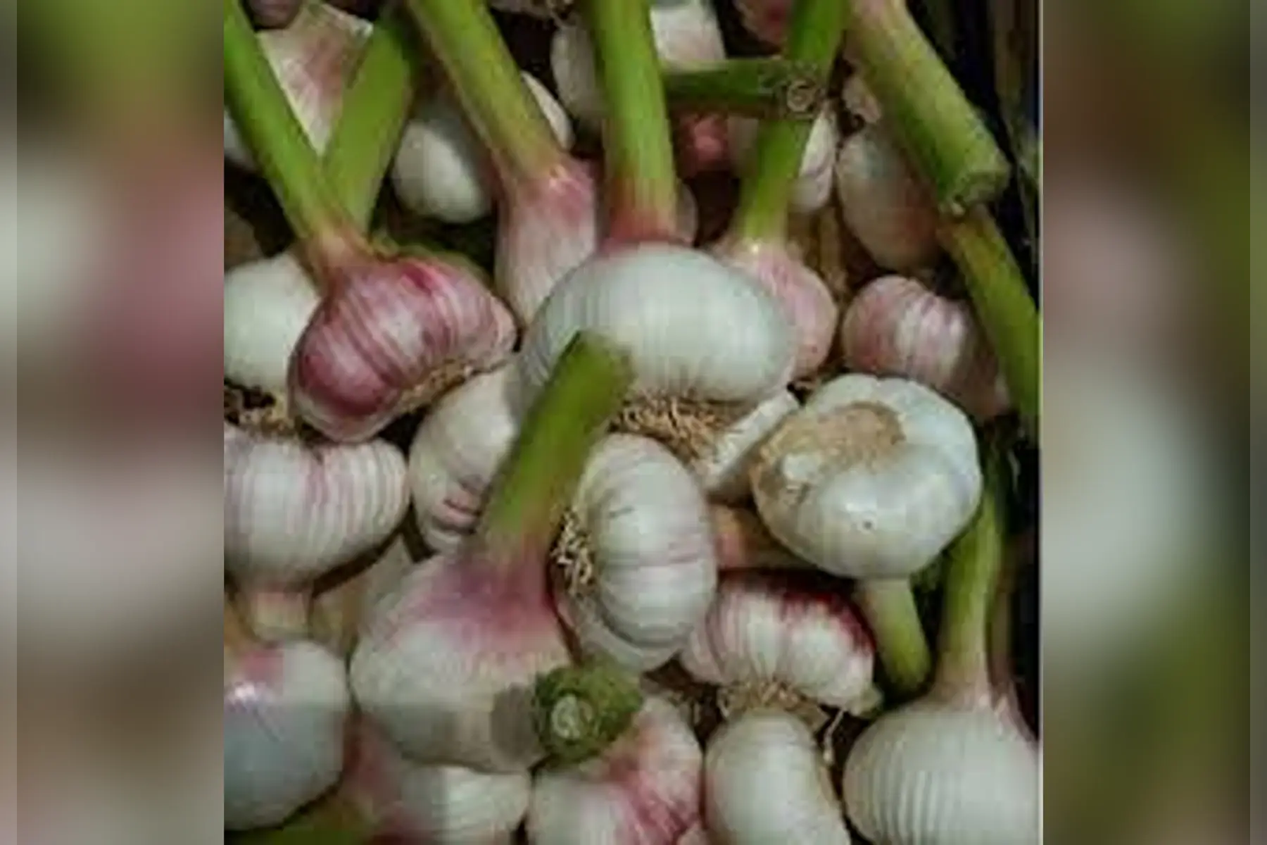 ail violette ! Nouvelle du tarn et Garonne extra !!!