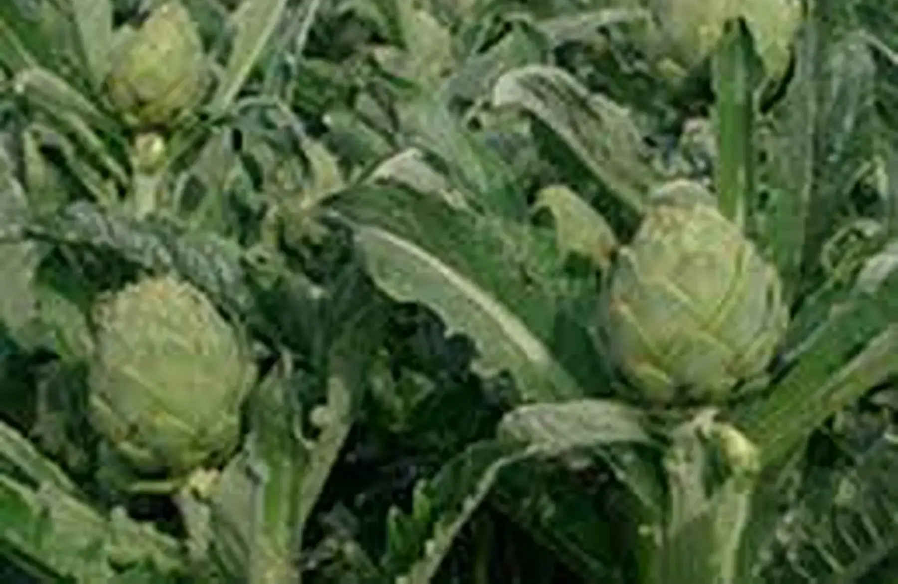 artichaut blanc extra du 22 (2e80/piece)