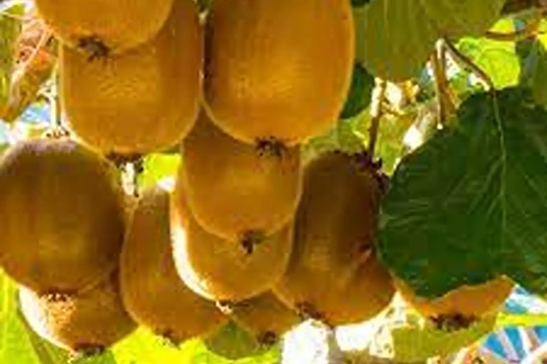 kiwi vert du 44 ! 0e90/piece