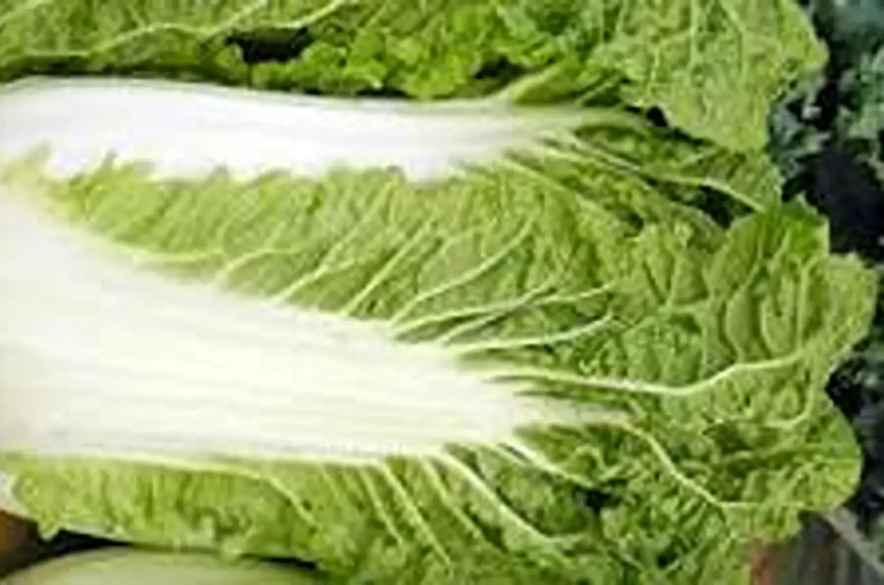 choux 'pe tsaî' de bretagne /kg