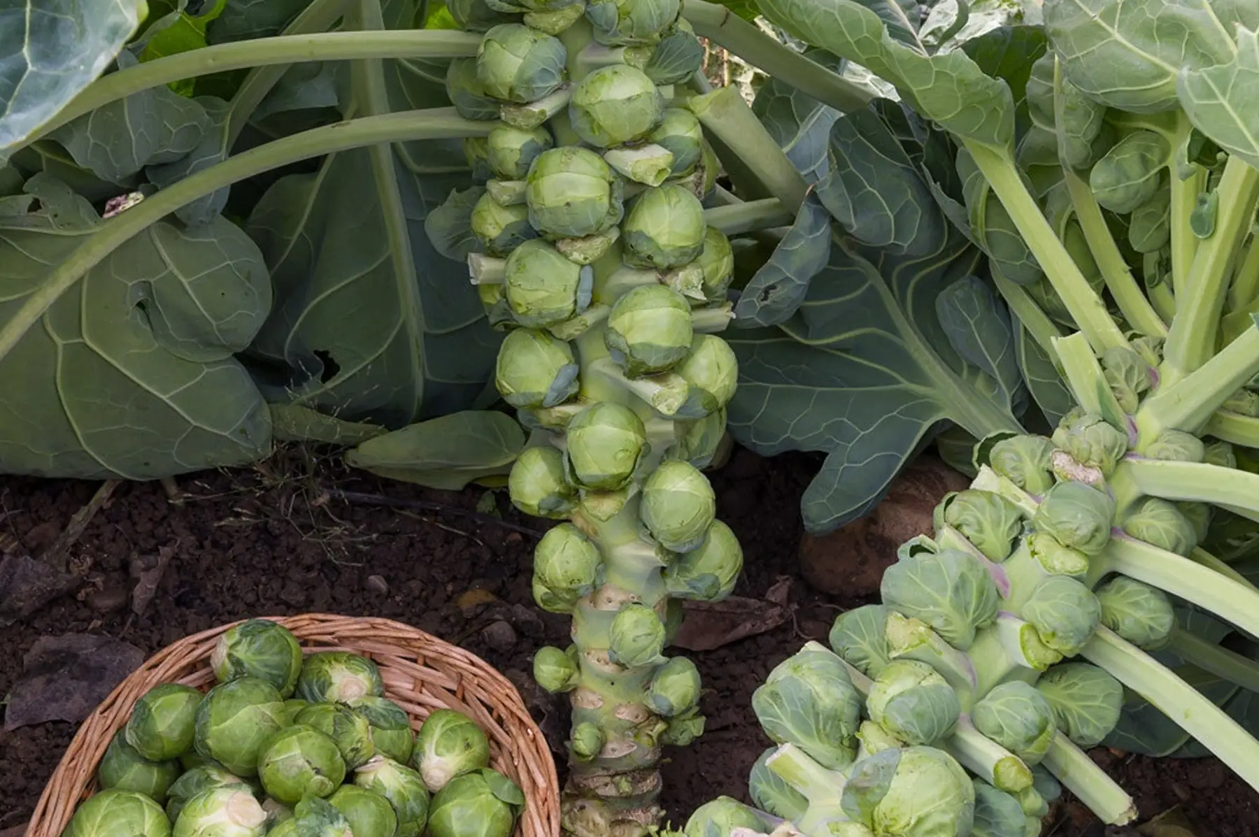 choux bruxelles de l'ouest