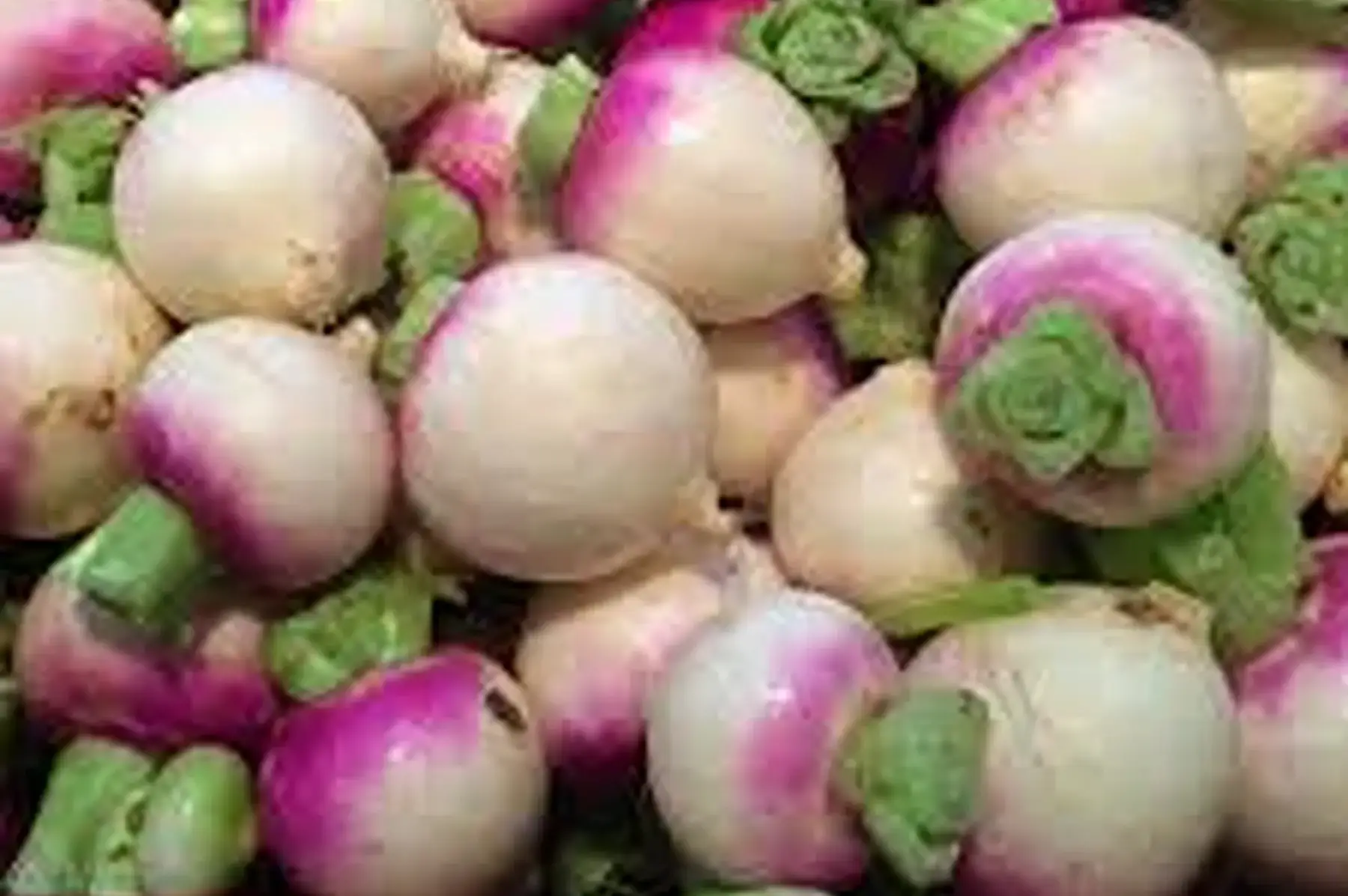 navet violet de bretagne