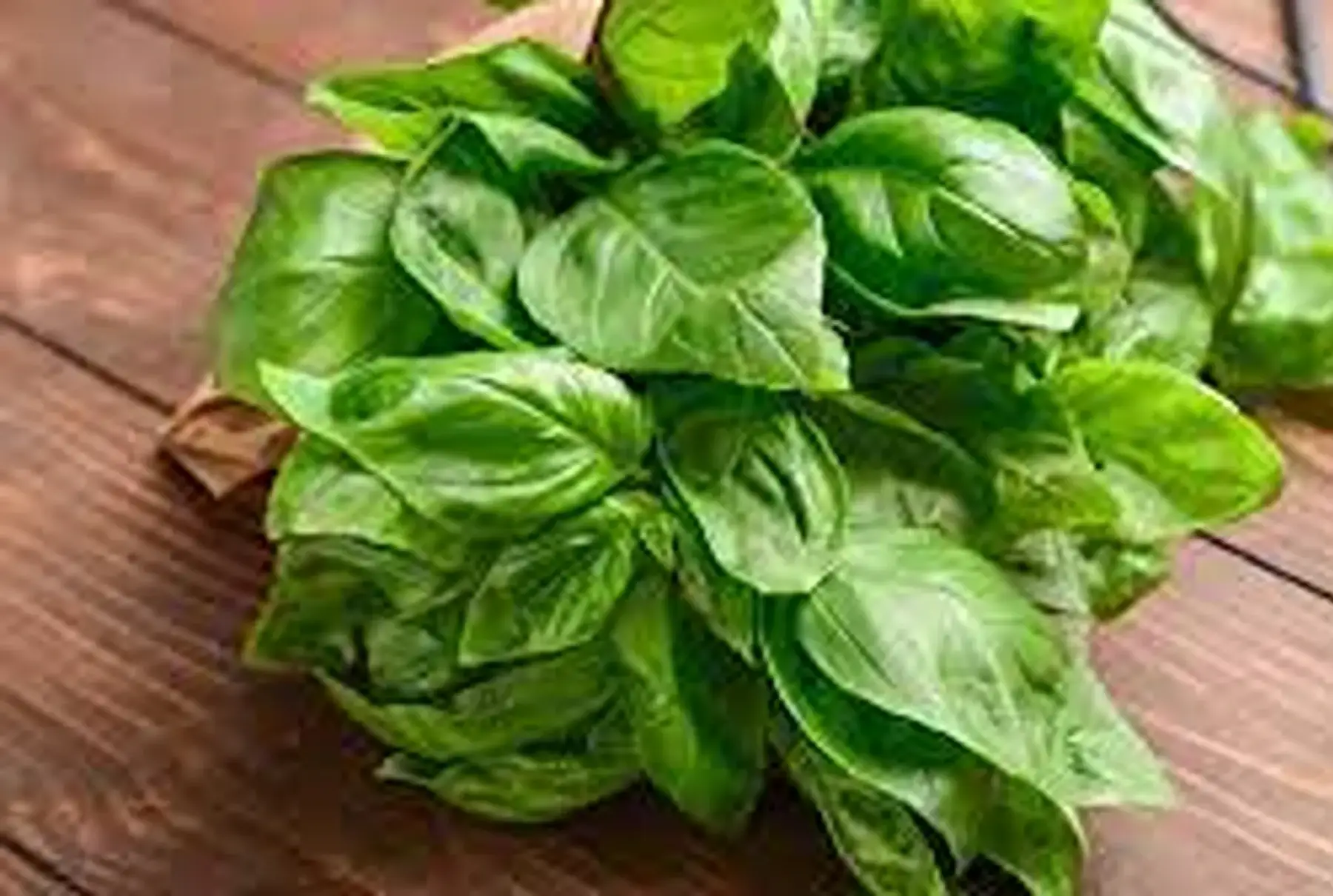 botte de basilic france