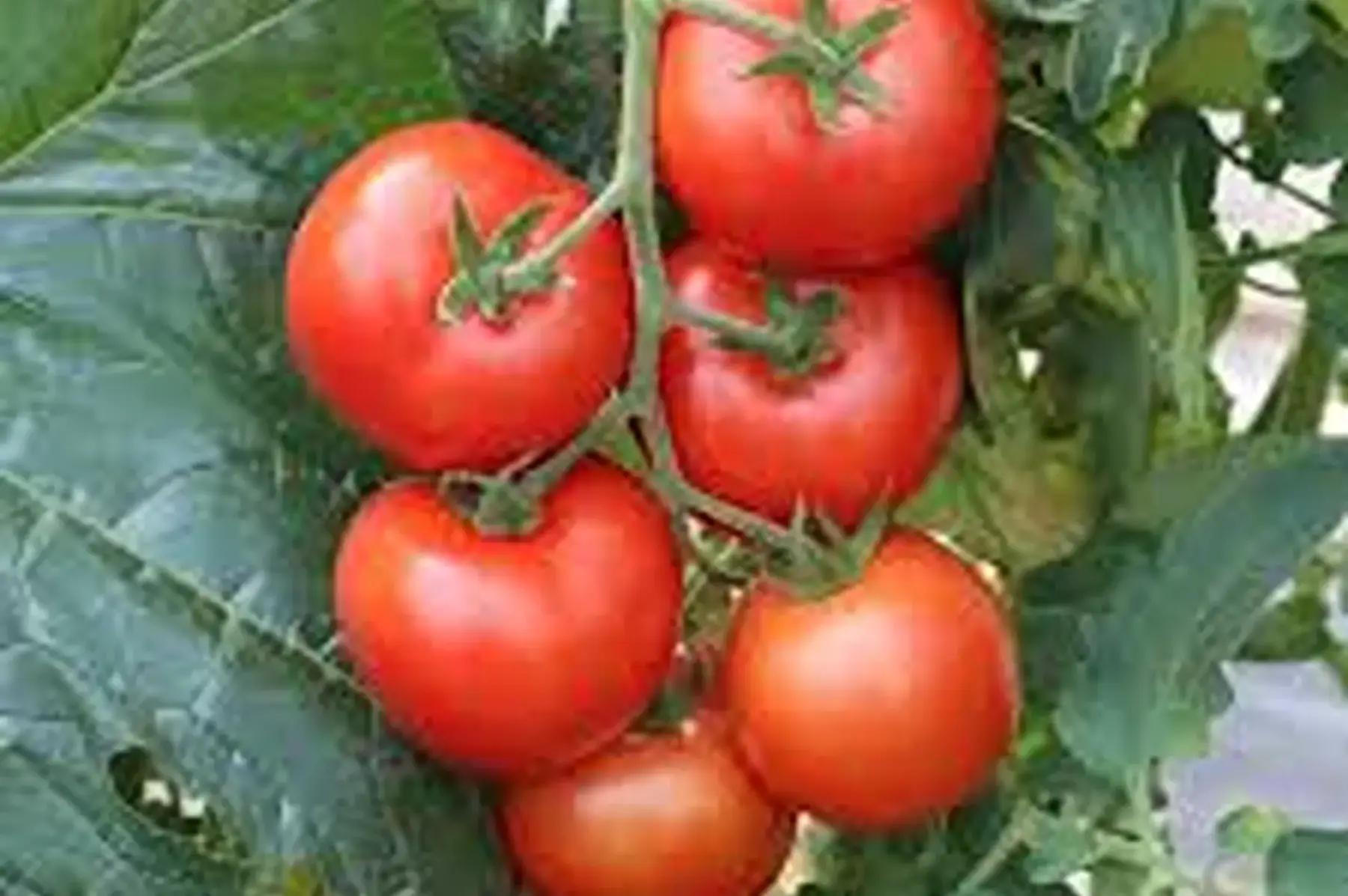 tomate ronde generose France !