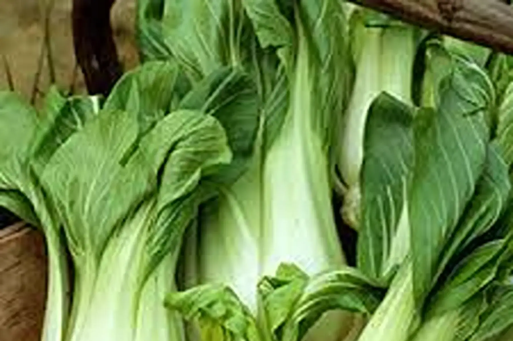 choux pakchoi au kg de bretagne