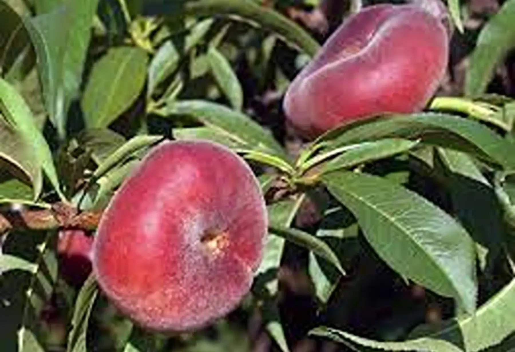 Pêche blanche ronde de la Drôme. !